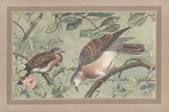 Turtle Dove, French Vintage natural history bird  art illustration print
