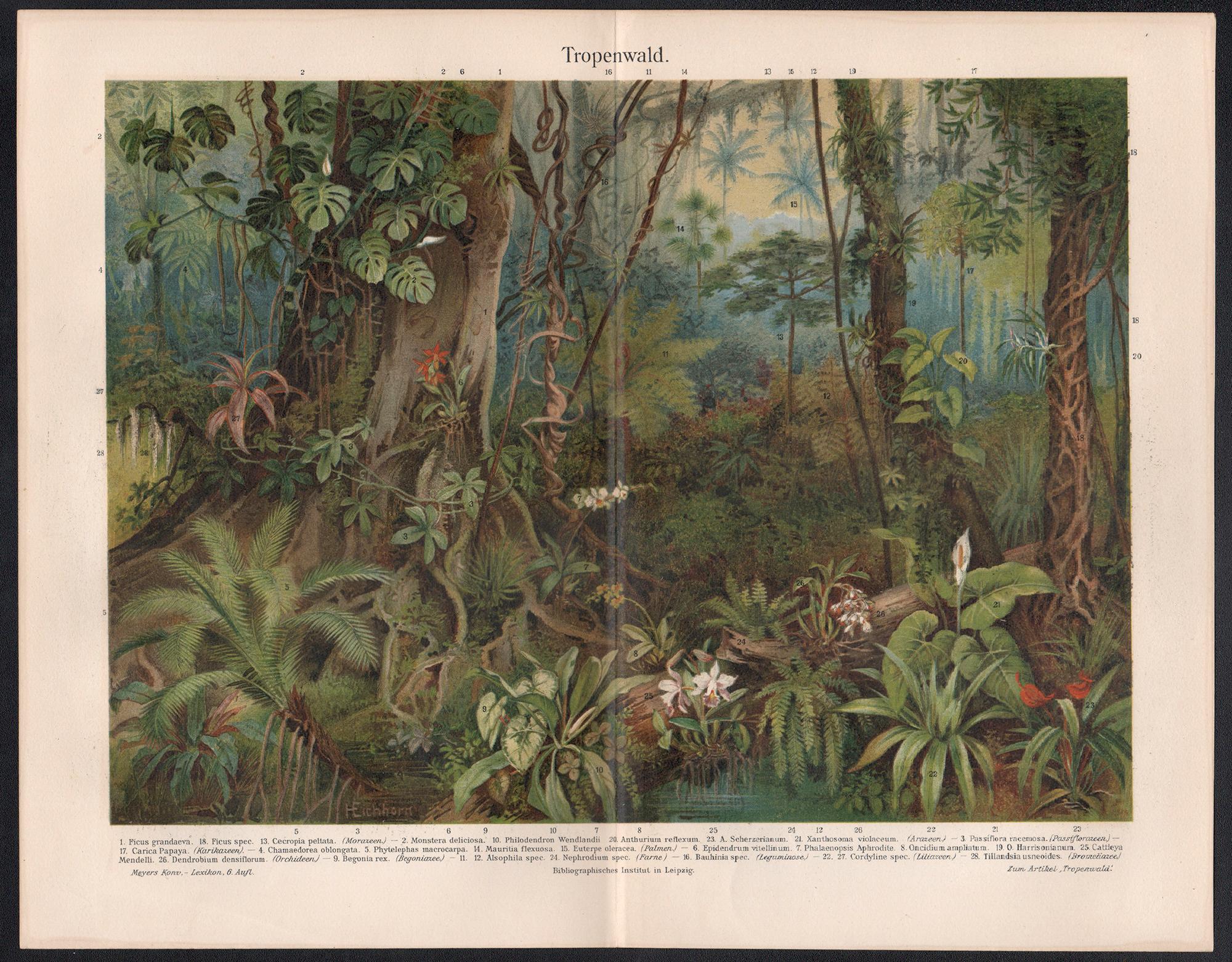 Tropenwald (Tropical Forest), German antique botanical print - Print by Unknown