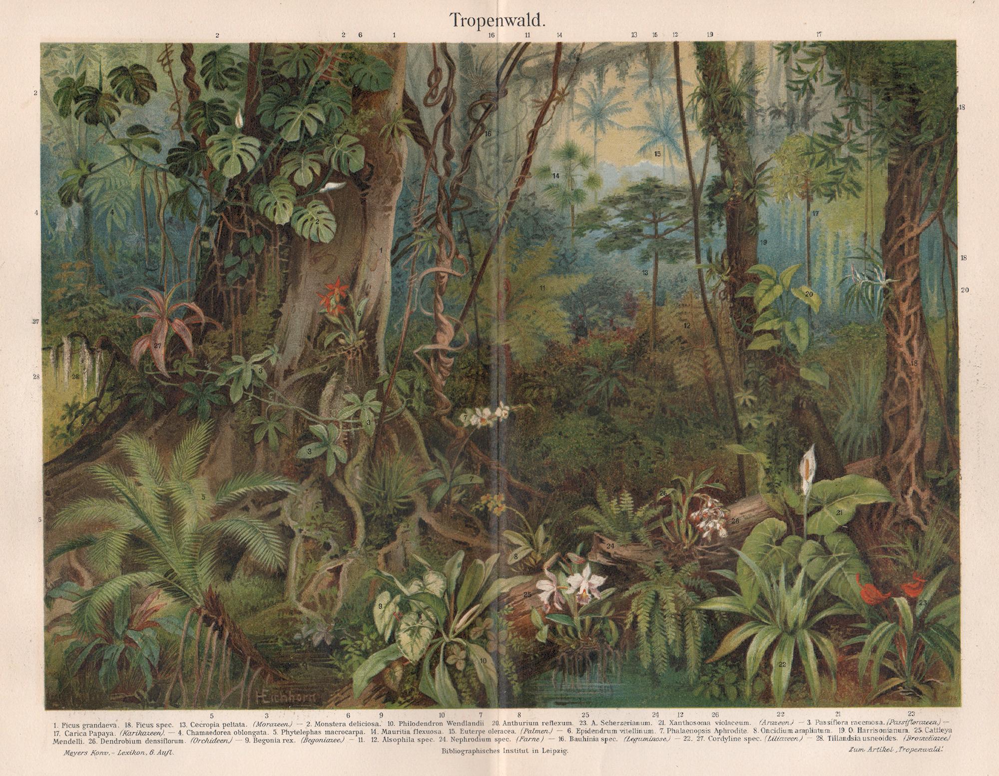 Unknown Still-Life Print - Tropenwald (Tropical Forest), German antique botanical print