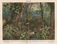 Tropenwald (Tropical Forest), German antique botanical print