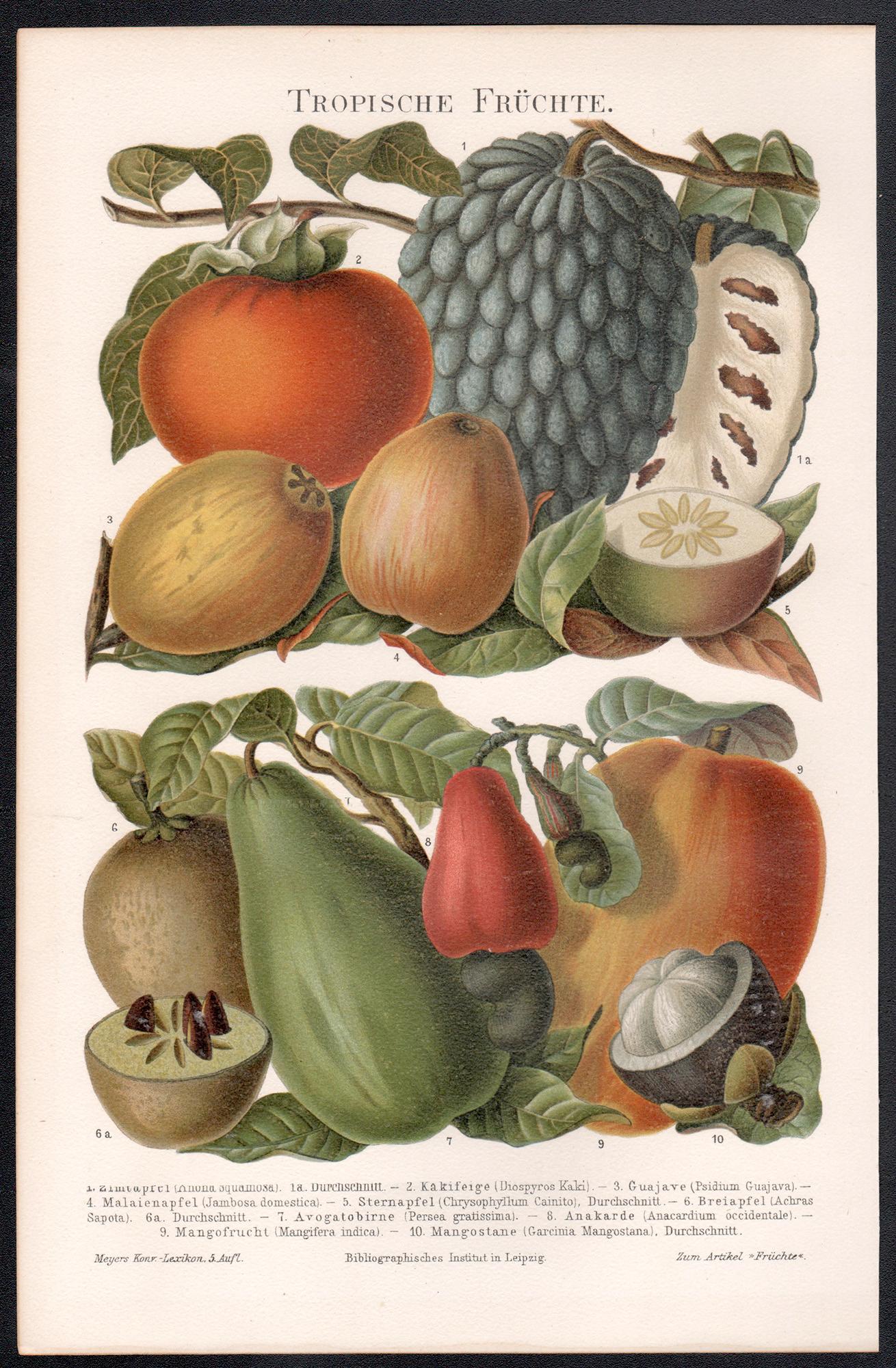 Tropical Fruit. German antique natural history botanical print - Print by Unknown