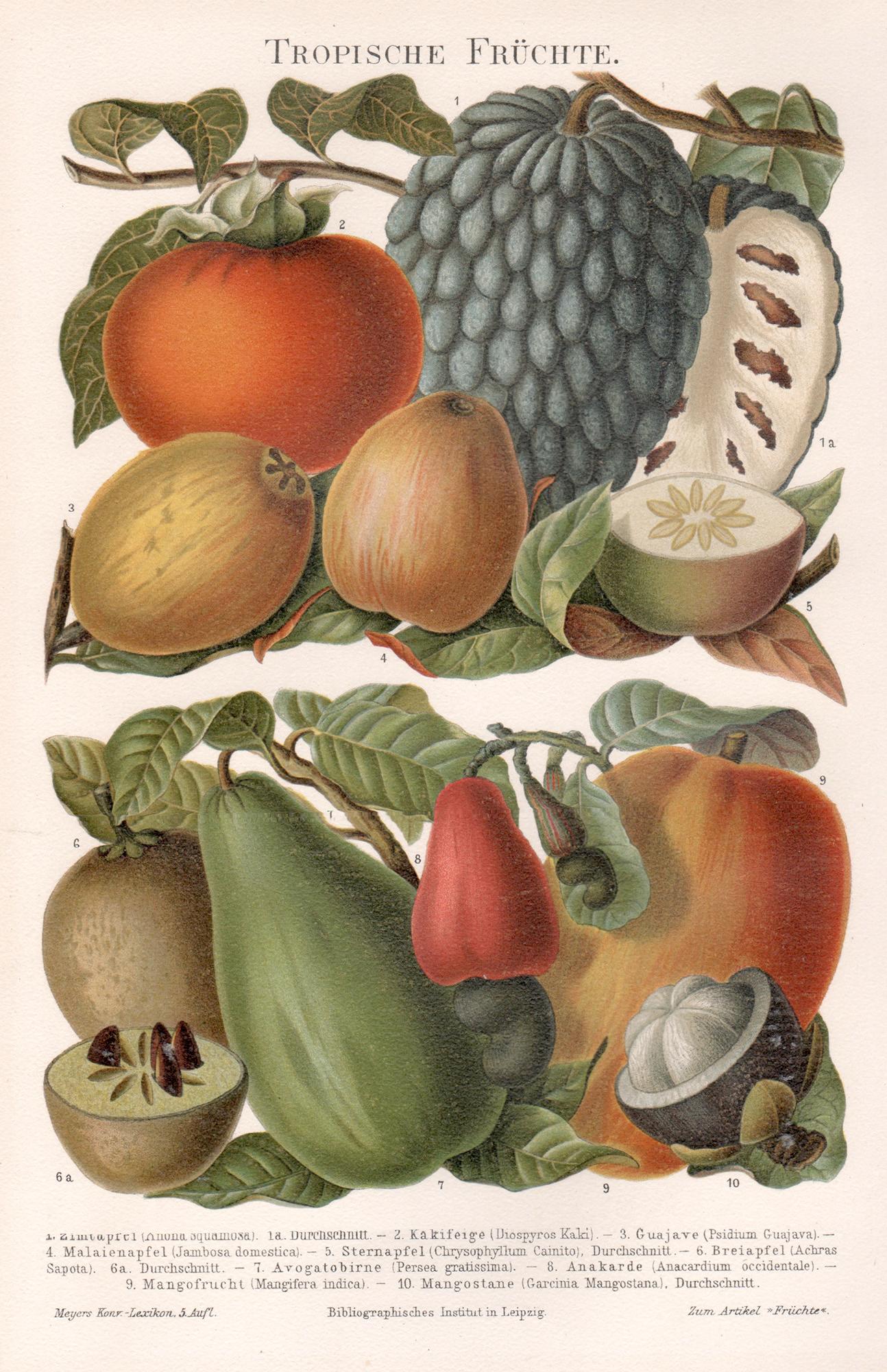 Unknown Animal Print - Tropical Fruit. German antique natural history botanical print