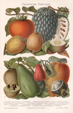 Fruits tropicaux. Impression botanique allemande ancienne d'histoire naturelle