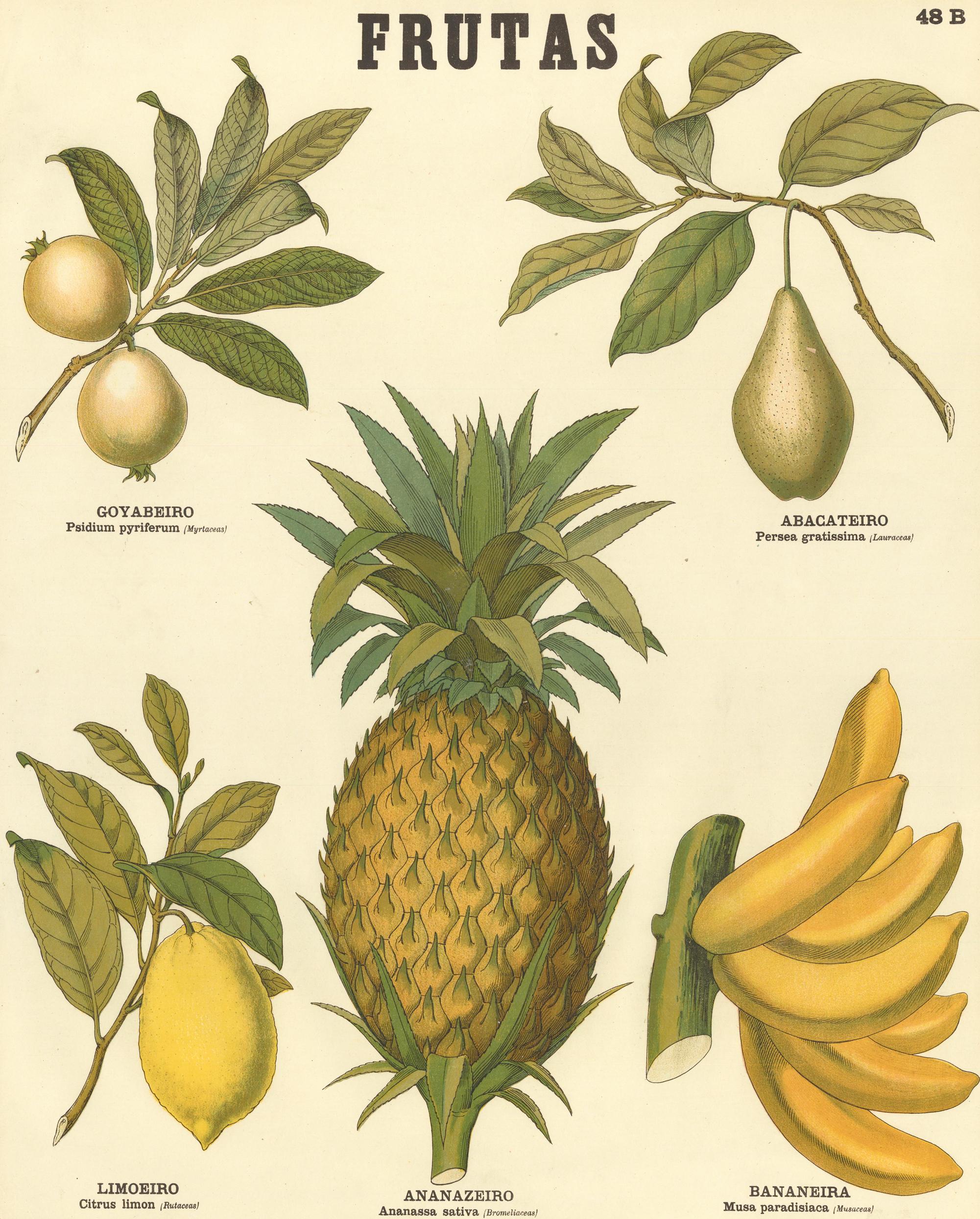 Tropical Fruit Poster - Print by Unknown