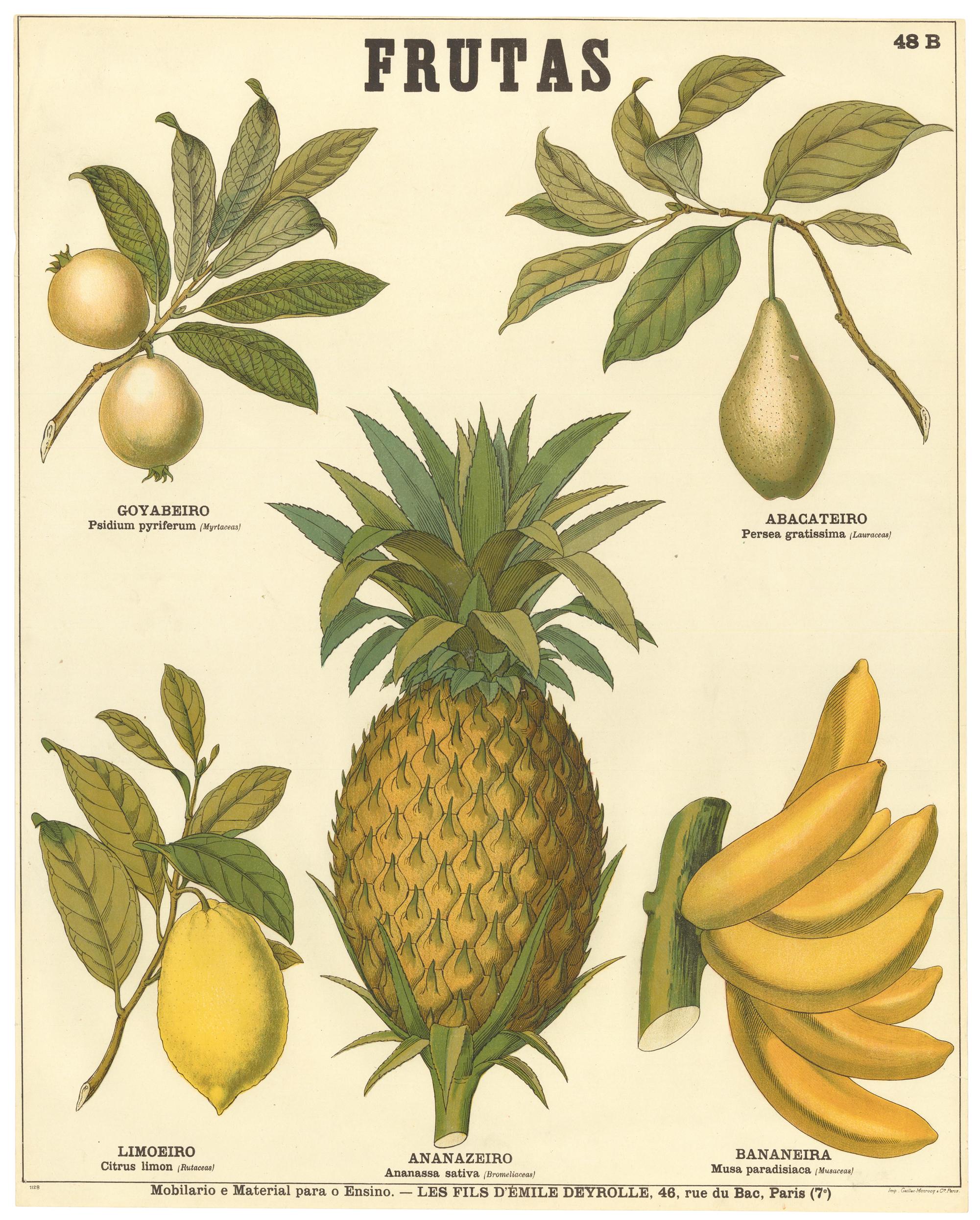 Unknown Still-Life Print - Tropical Fruit Poster
