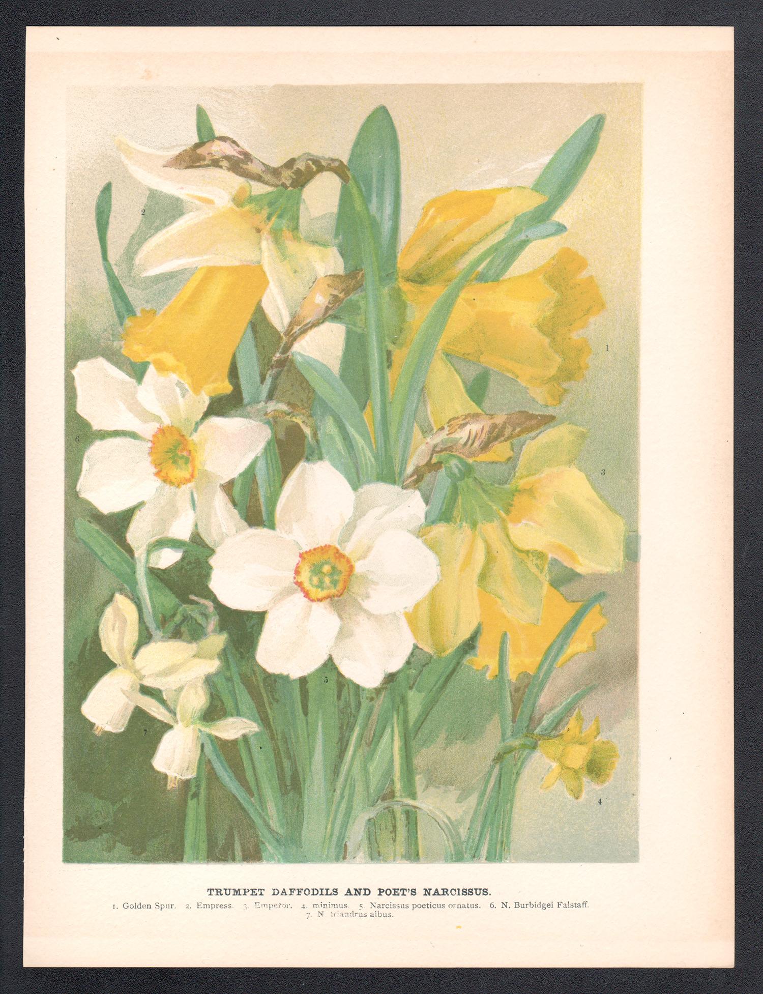 Narcisos trompeta, cromolitografía botánica de flores antiguas inglesas, 1896 - Print de Unknown