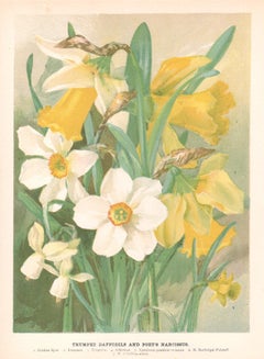 Narcisos trompeta, cromolitografía botánica de flores antiguas inglesas, 1896