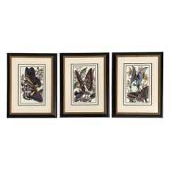 Victorian Style, Framed Butterfly Prints, Gilt, Painted Wood, USA, 20th c.