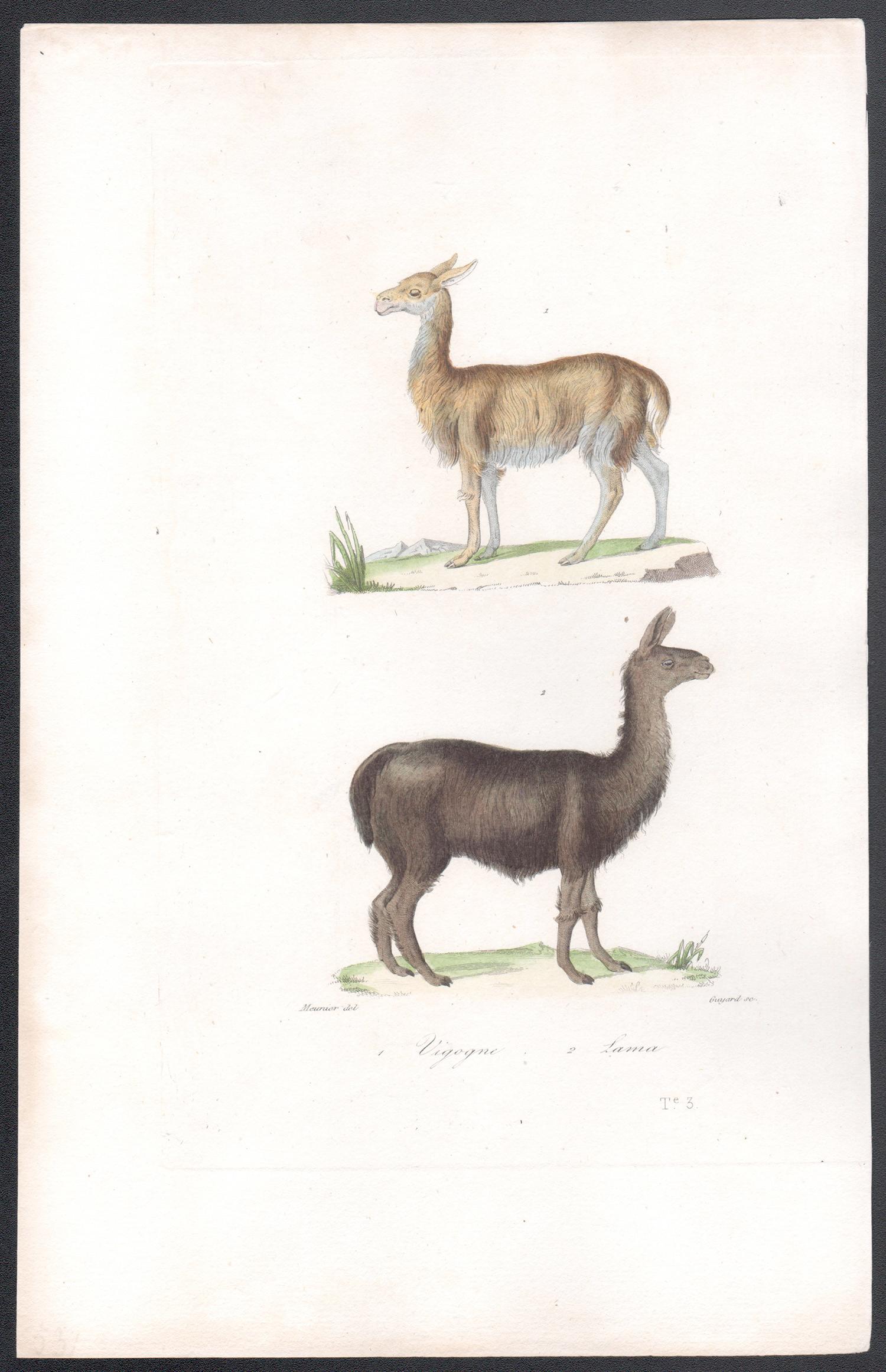 Vicuna und Llama, Tiergravur aus der Mitte des 19. Jahrhunderts – Print von Unknown