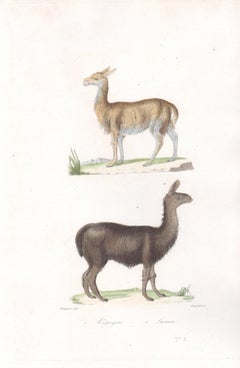 Vicogne et lama, gravure animalière du milieu du 19e siècle français