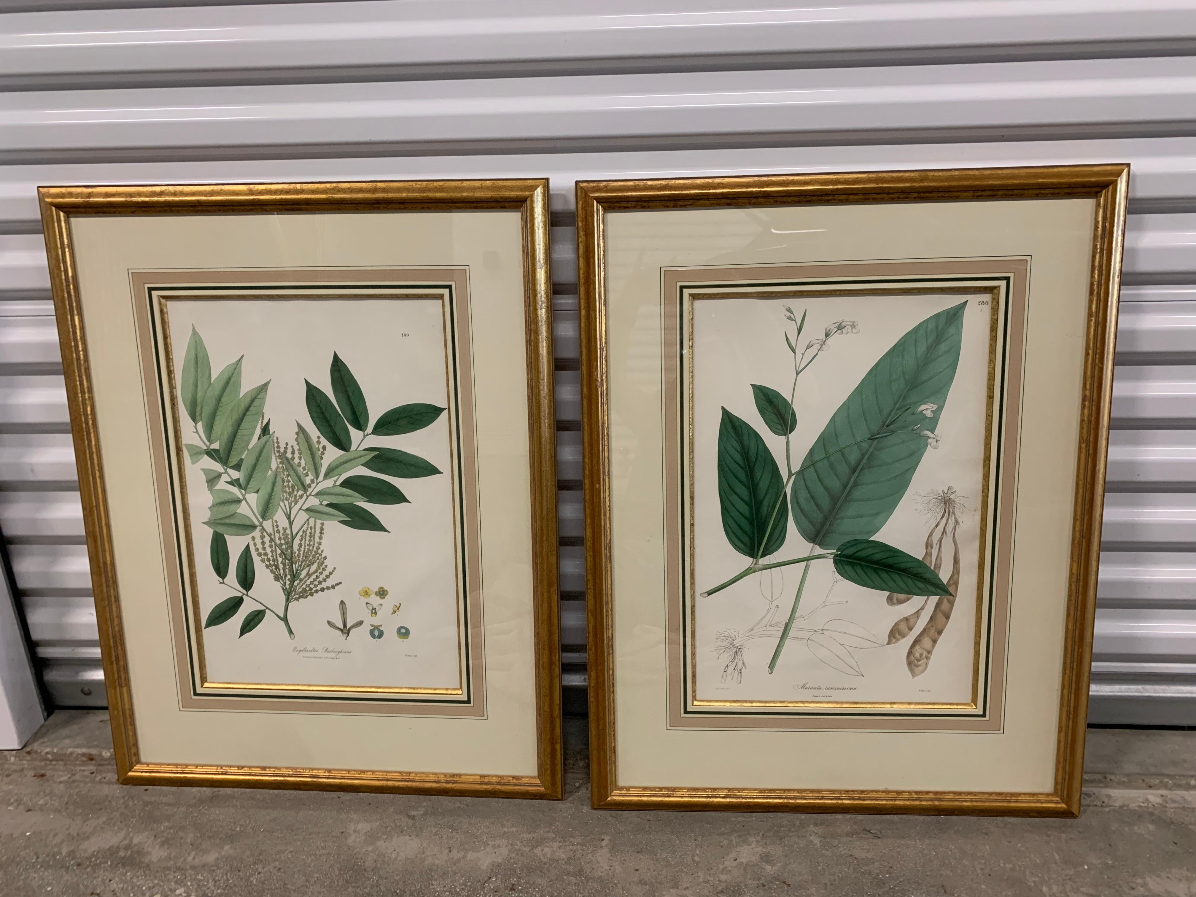 Vintage Botanical Prints ; Engelmann Graf Coindet & Co , Set of 4 For Sale 7