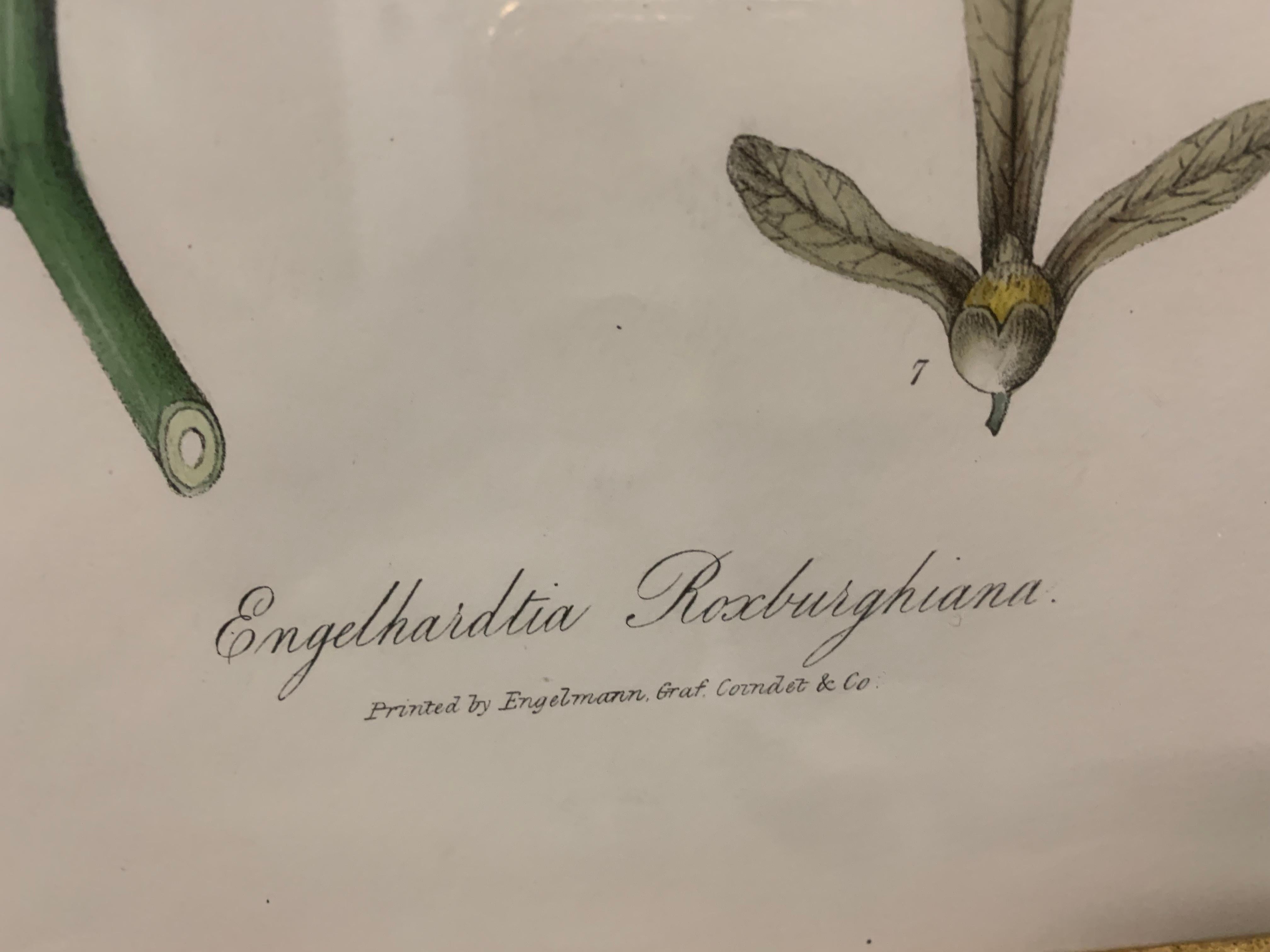 Vintage Botanical Prints ; Engelmann Graf Coindet & Co , Set of 4 For Sale 8
