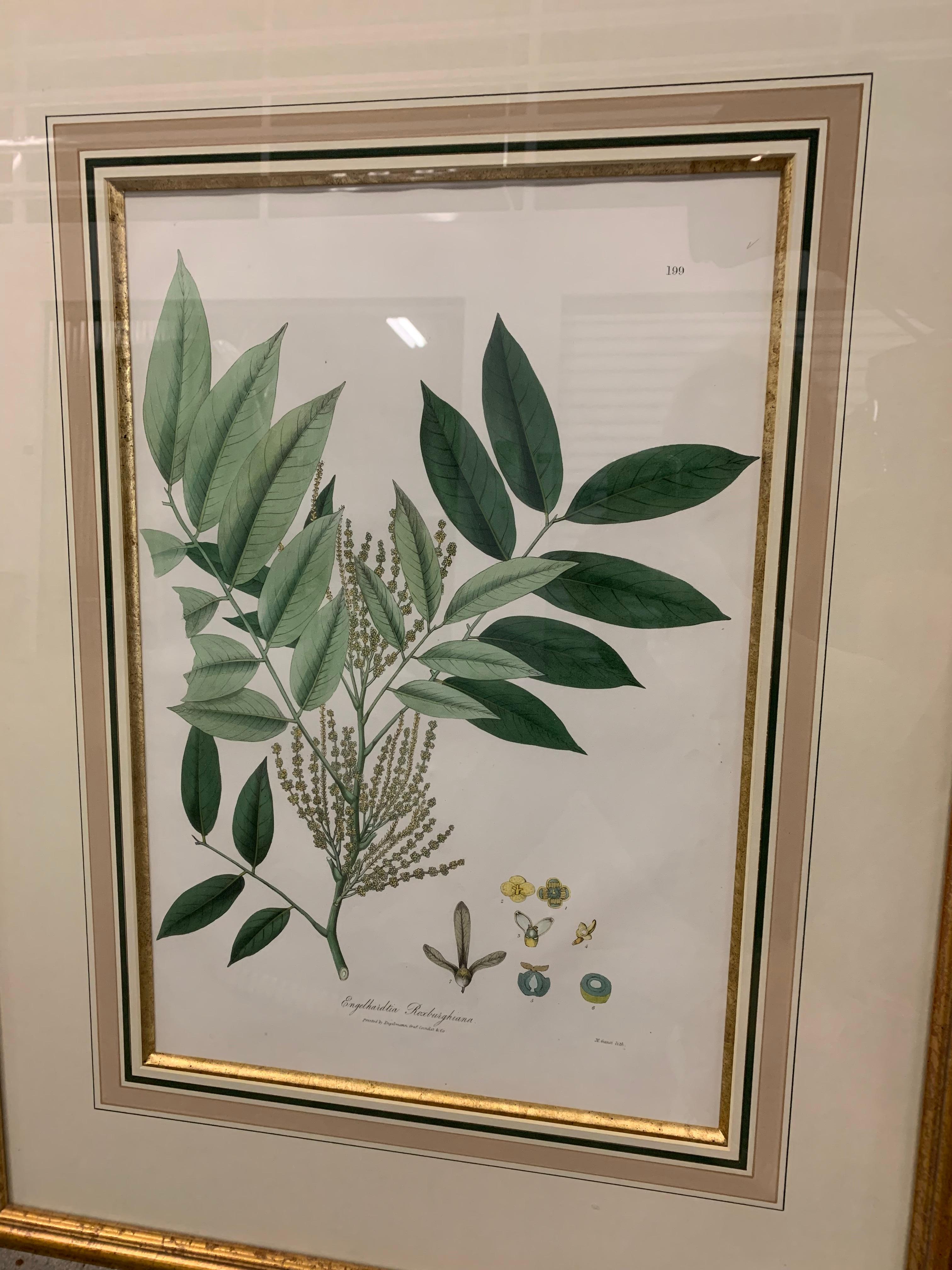 Vintage Botanical Prints ; Engelmann Graf Coindet & Co , Set of 4 For Sale 9