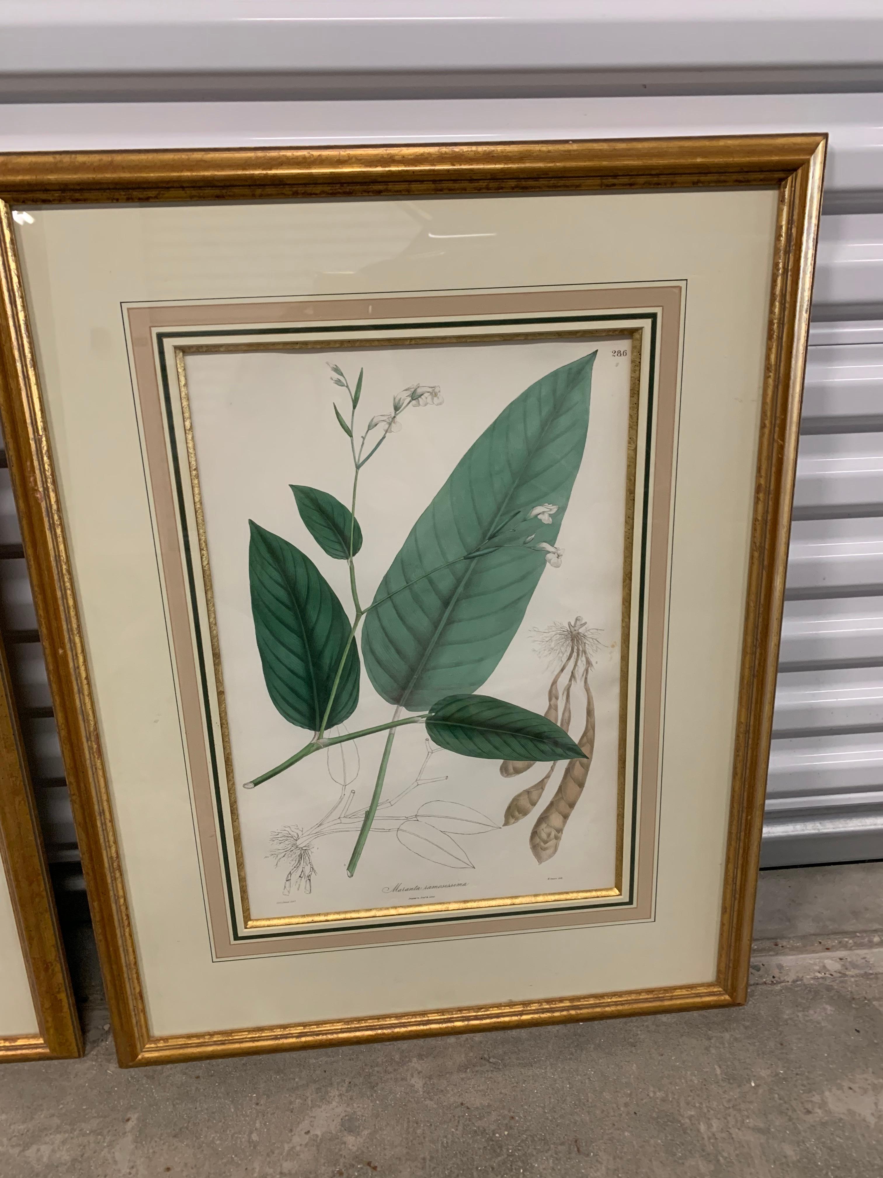 Vintage Botanical Prints ; Engelmann Graf Coindet & Co , Set of 4 For Sale 10