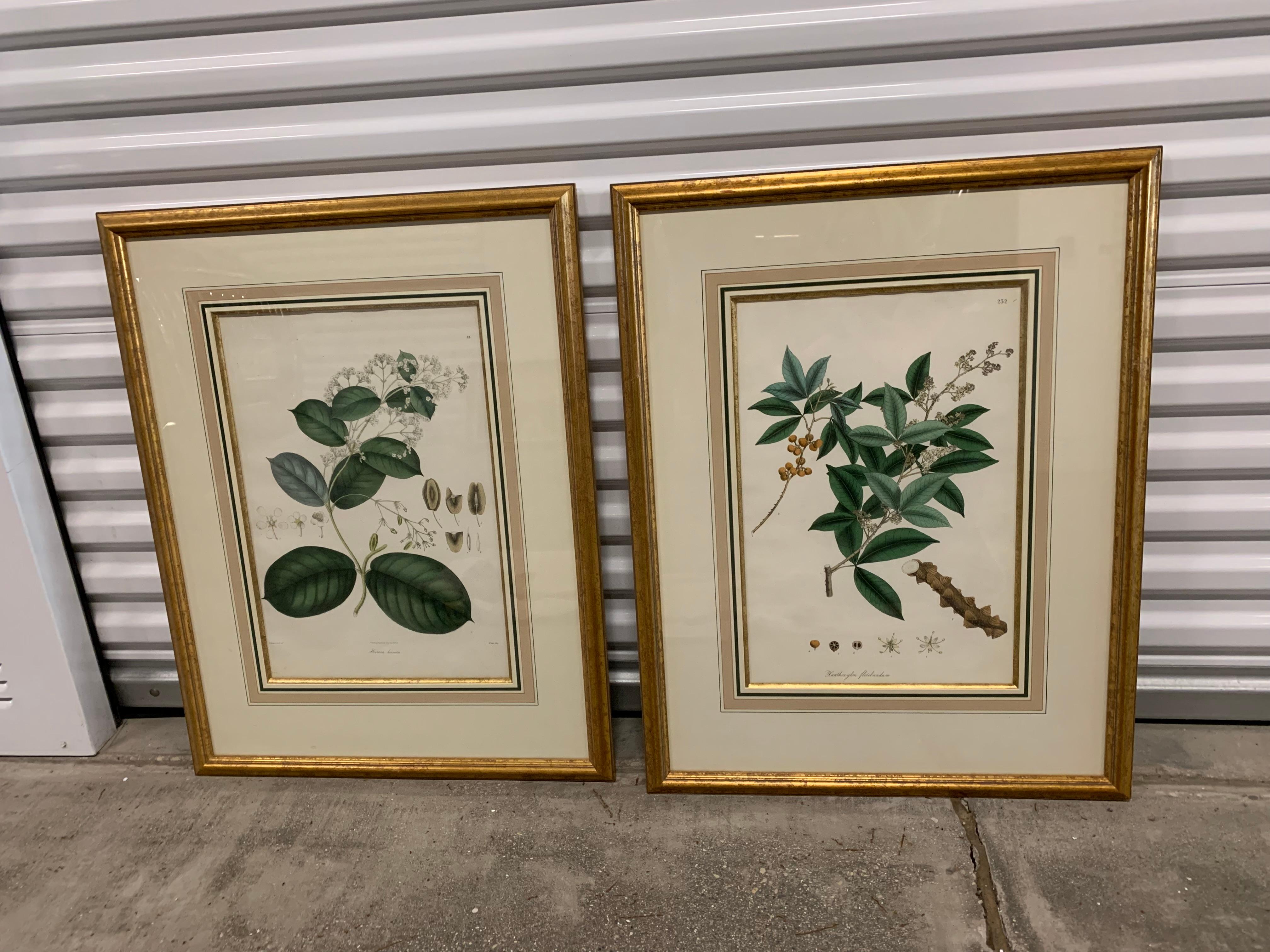 Vintage Botanical Prints ; Engelmann Graf Coindet & Co , Set of 4 - Brown Still-Life Print by Unknown
