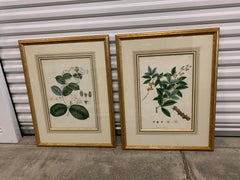Vintage Botanical Prints ; Engelmann Graf Coindet & Co , Set of 4