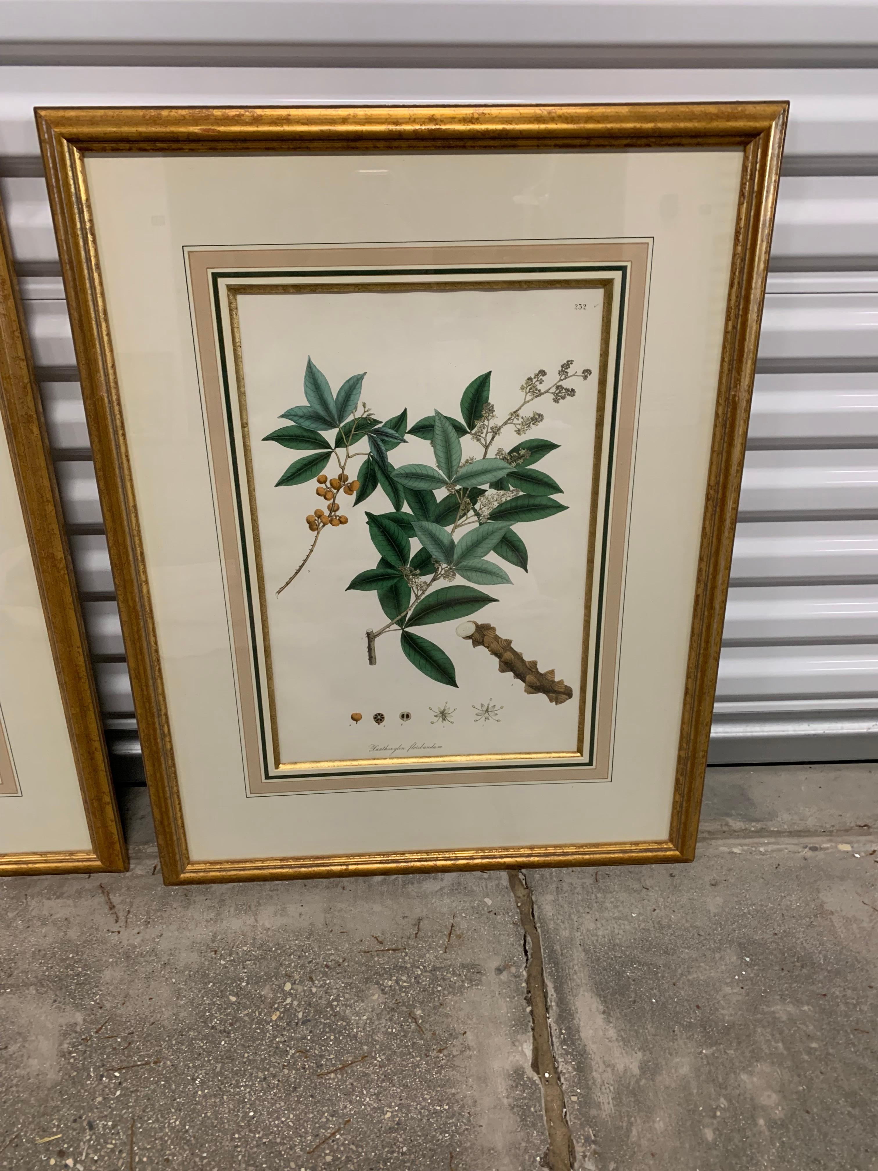 Set of 4 beautifully matted and framed Botanical Prints by Renowned Engelmann Graf Coindet & Co. 
Gold Frame, Cream double mat, elegant and iconic 
lithographic printer; London: 66 St Martin's Lane, Strand (1826). 92 Dean st, Soho (1828-29). 14