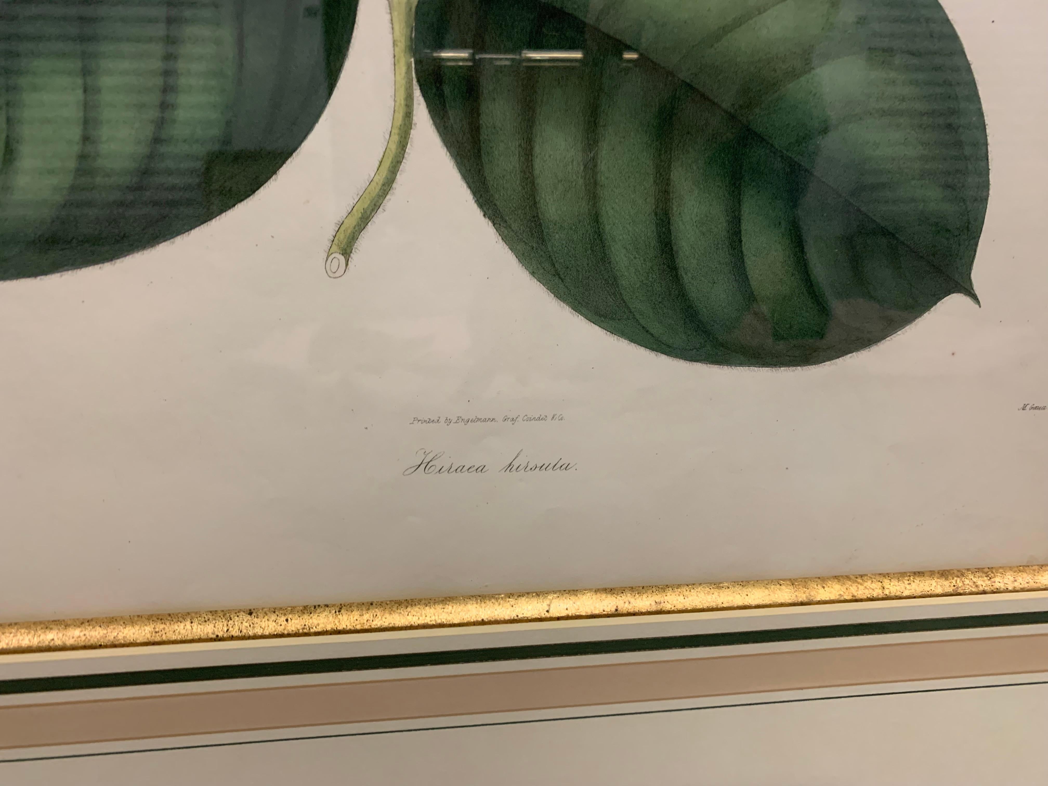 Vintage Botanical Prints ; Engelmann Graf Coindet & Co , Set of 4 For Sale 1