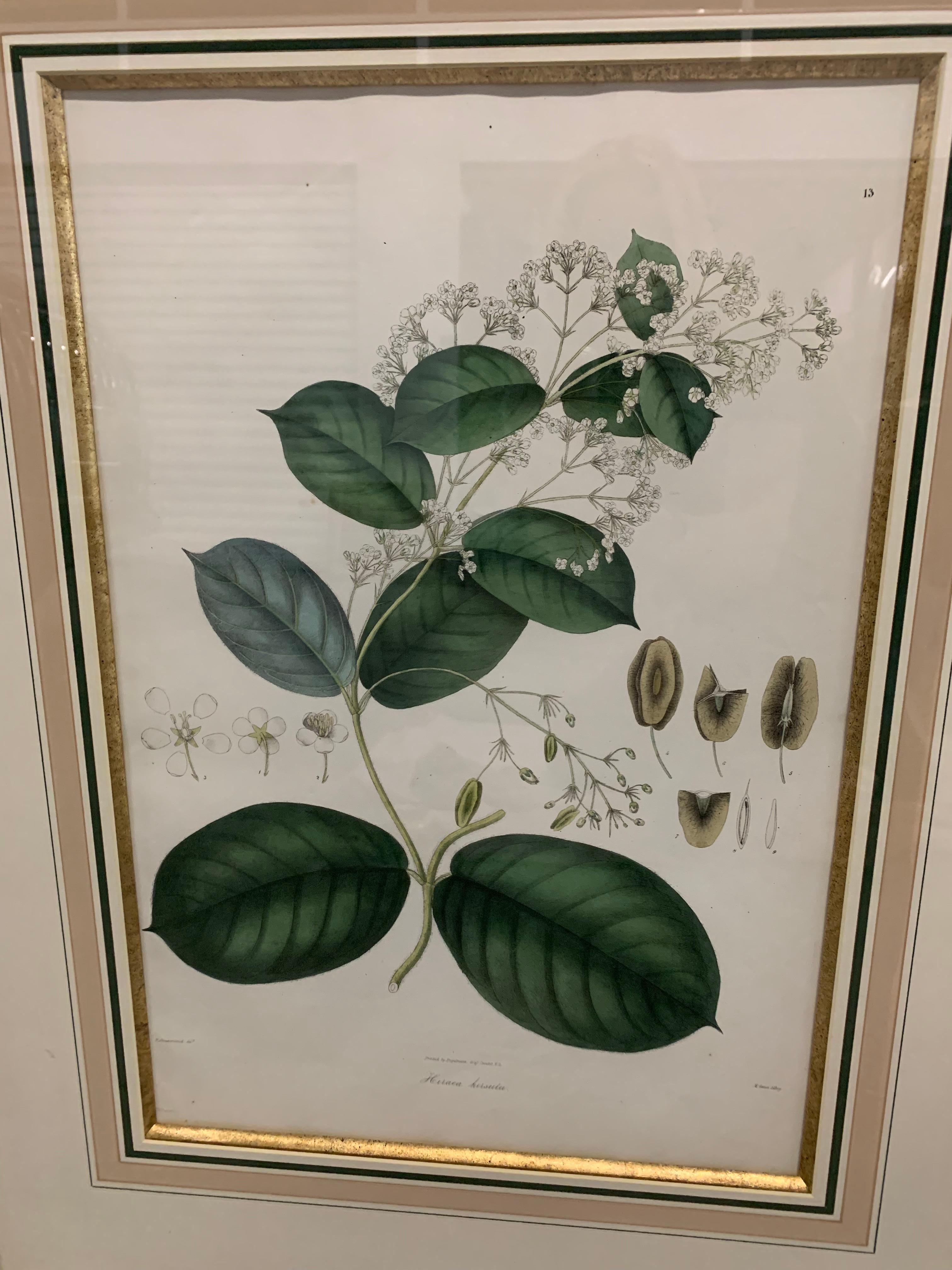 Vintage Botanical Prints ; Engelmann Graf Coindet & Co , Set of 4 For Sale 2