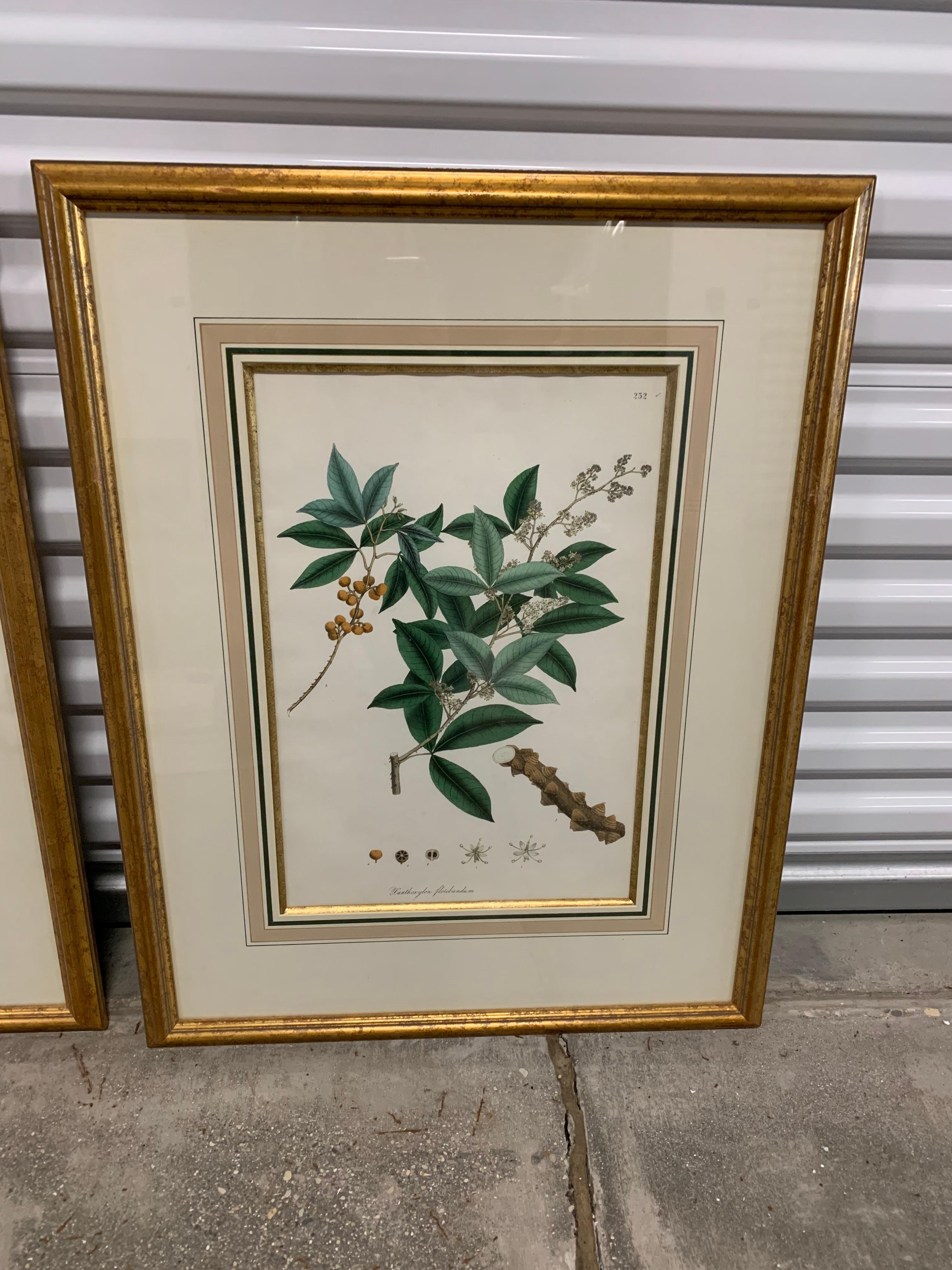 Vintage Botanical Prints ; Engelmann Graf Coindet & Co , Set of 4 For Sale 3