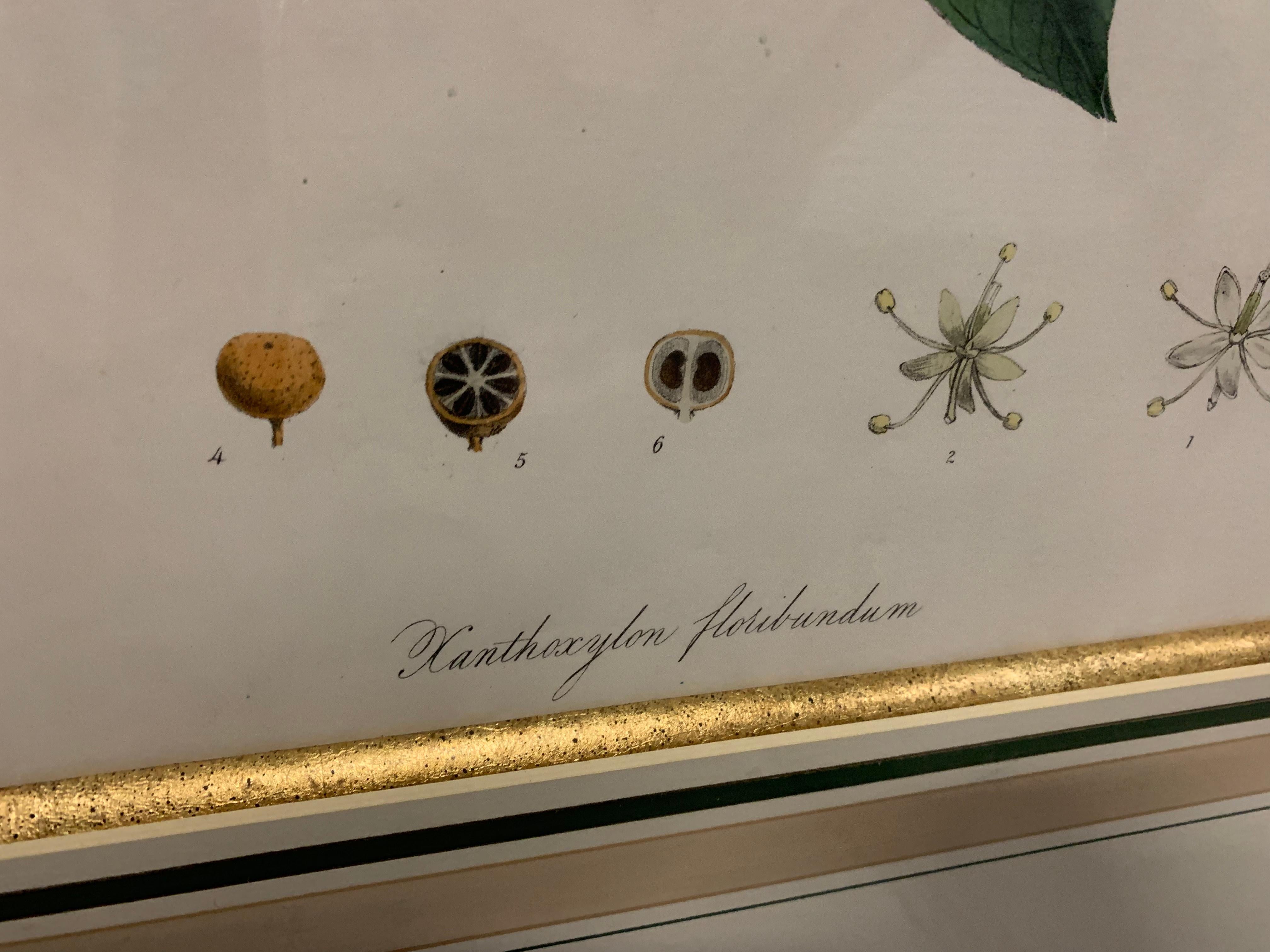 Vintage Botanical Prints ; Engelmann Graf Coindet & Co , Set of 4 For Sale 4