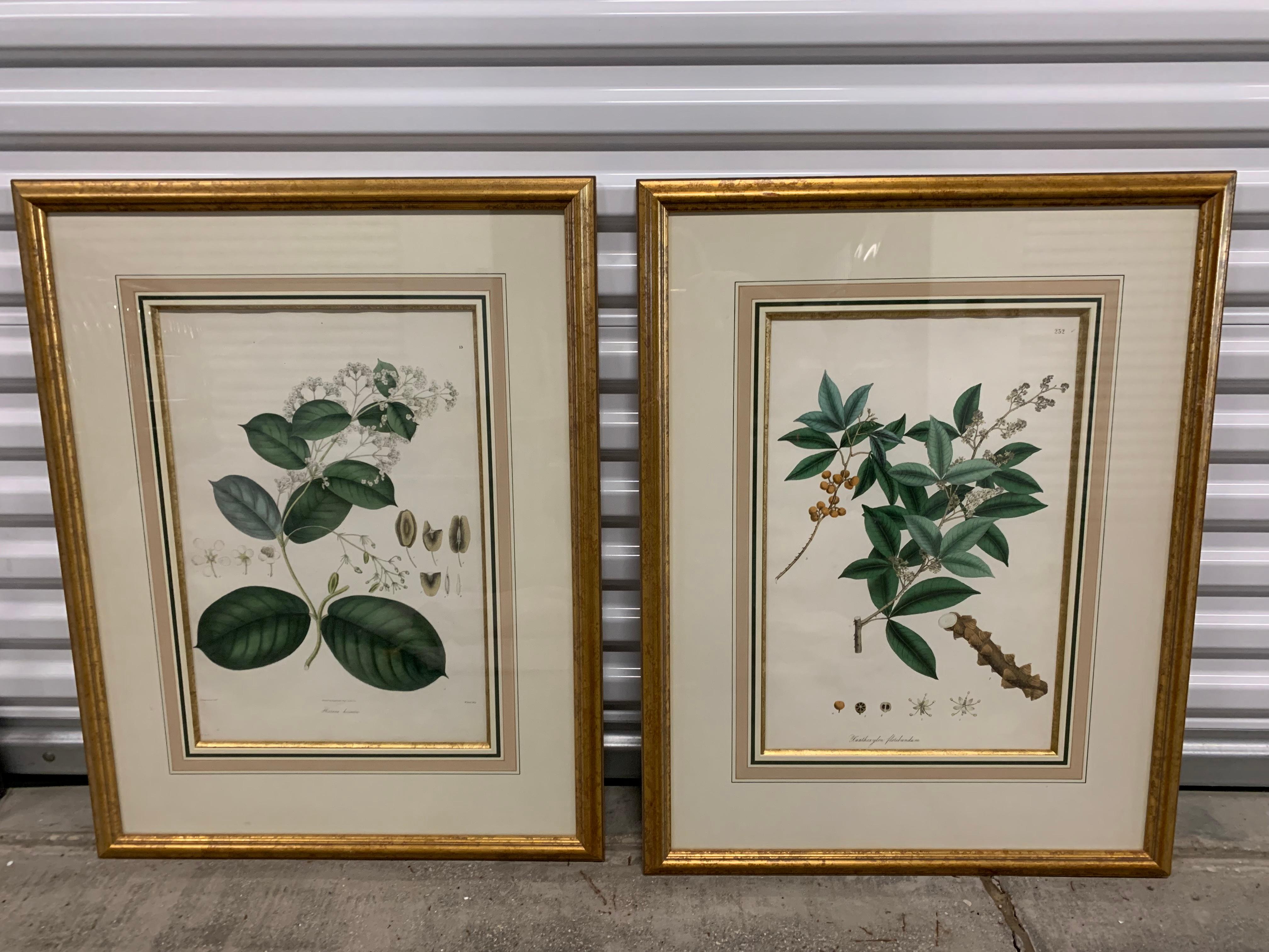 Vintage Botanical Prints ; Engelmann Graf Coindet & Co , Set of 4 For Sale 6