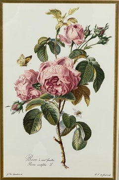 Vintage Botanical Rose Rosa Centifolia After Van Spaendonck Gilt Framed Print