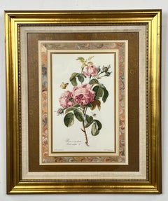 Vintage Botanical Rose Rosa Centifolia After Van Spaendonck Gilt Framed Print
