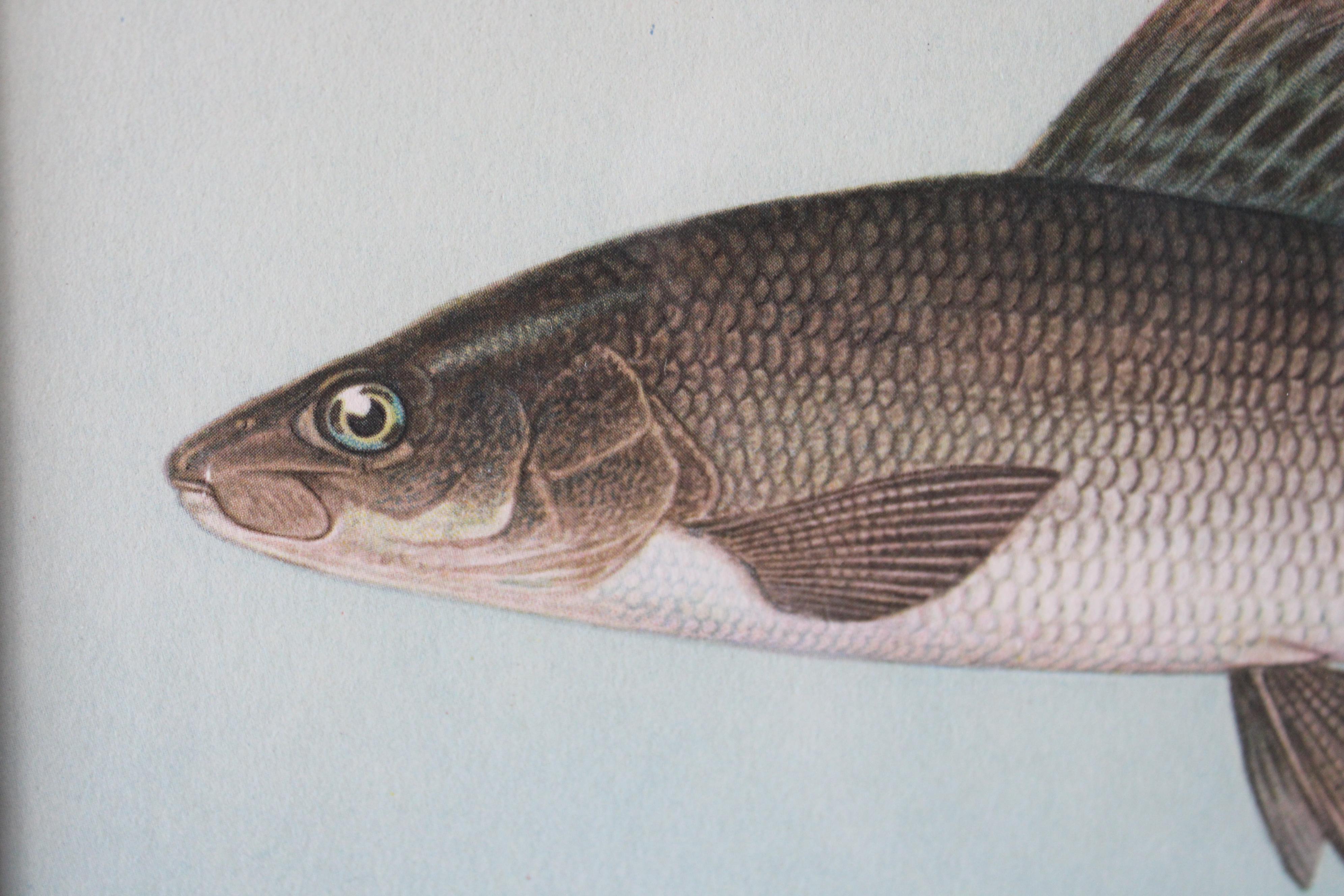 Lot de 2 impressions de poissons européens colorées 5