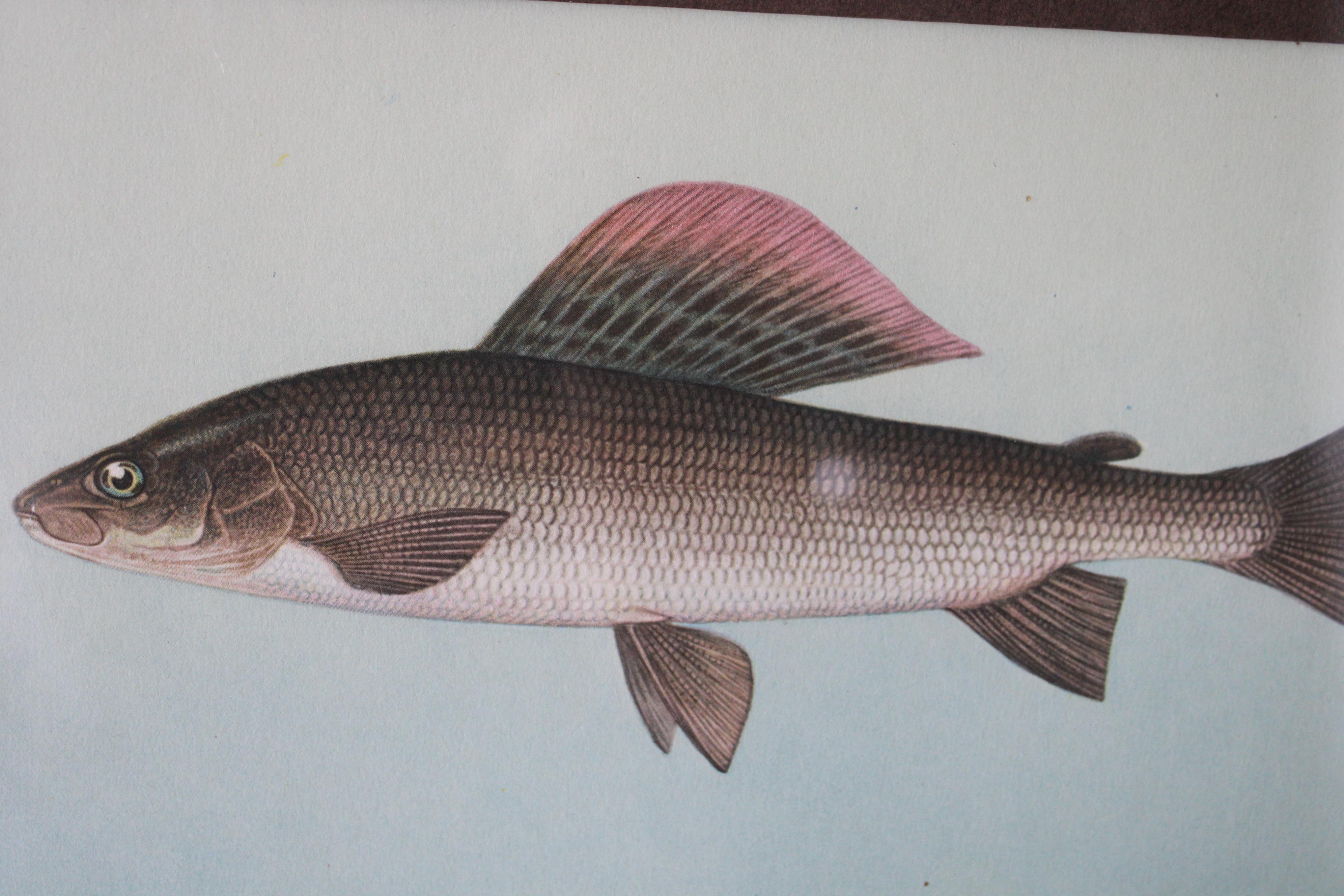 Lot de 2 impressions de poissons européens colorées 6