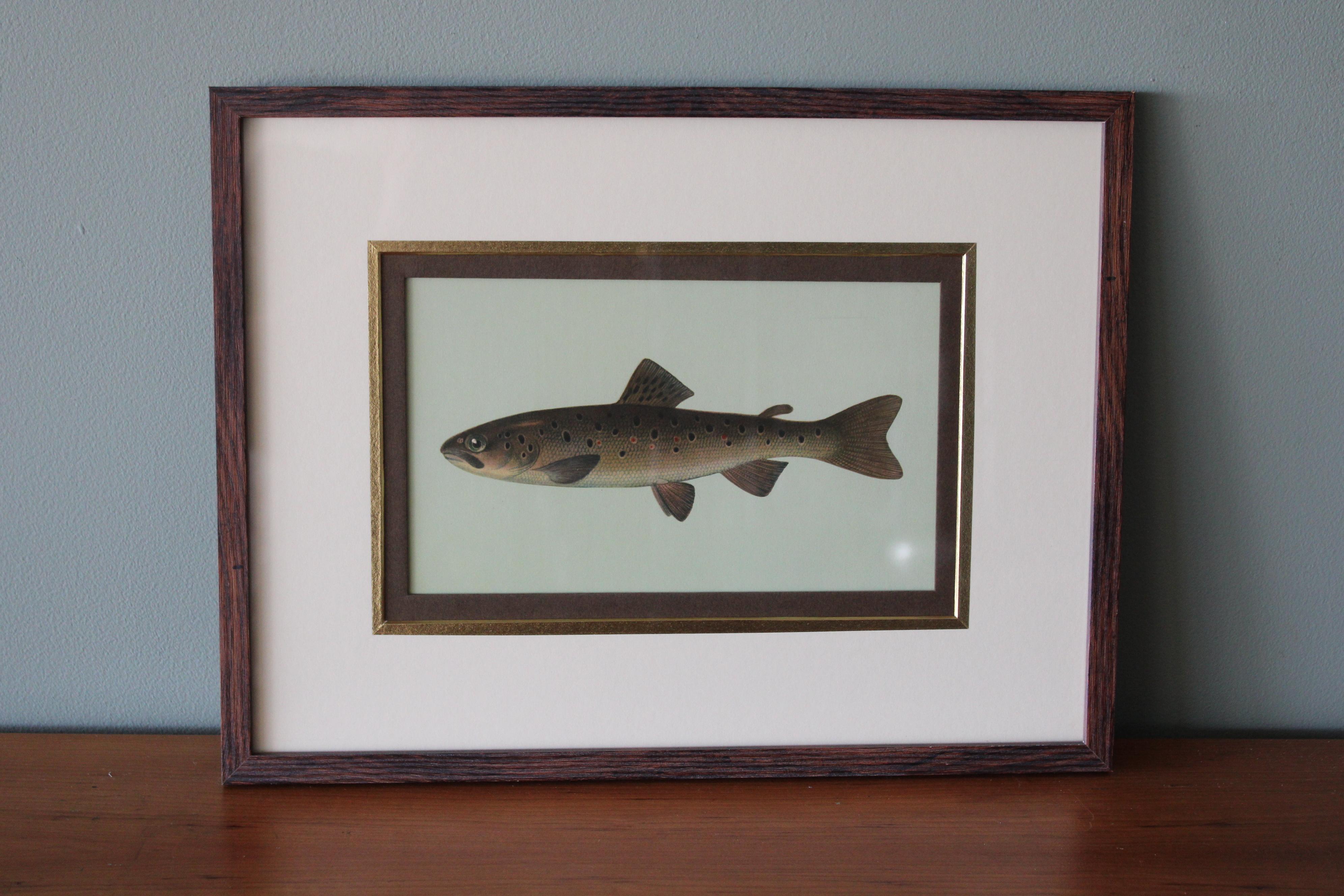 Lot de 2 impressions de poissons européens colorées - Print de Unknown