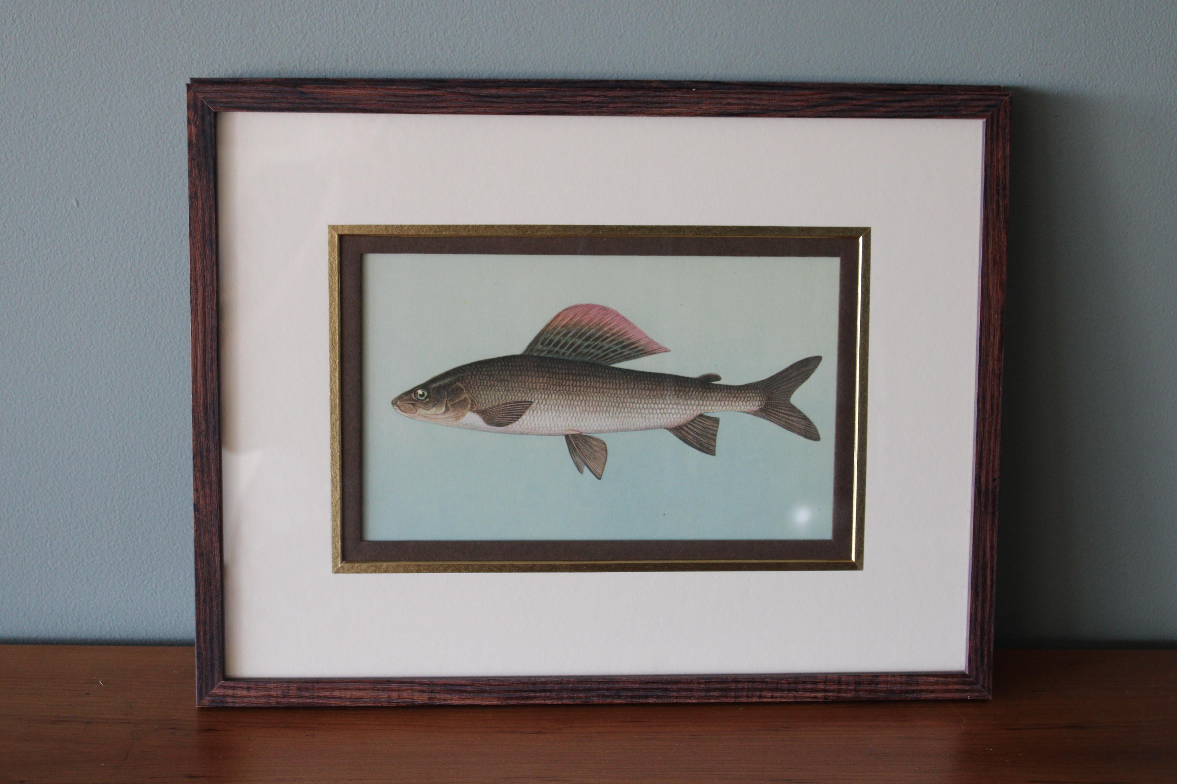 Lot de 2 impressions de poissons européens colorées - Art déco Print par Unknown