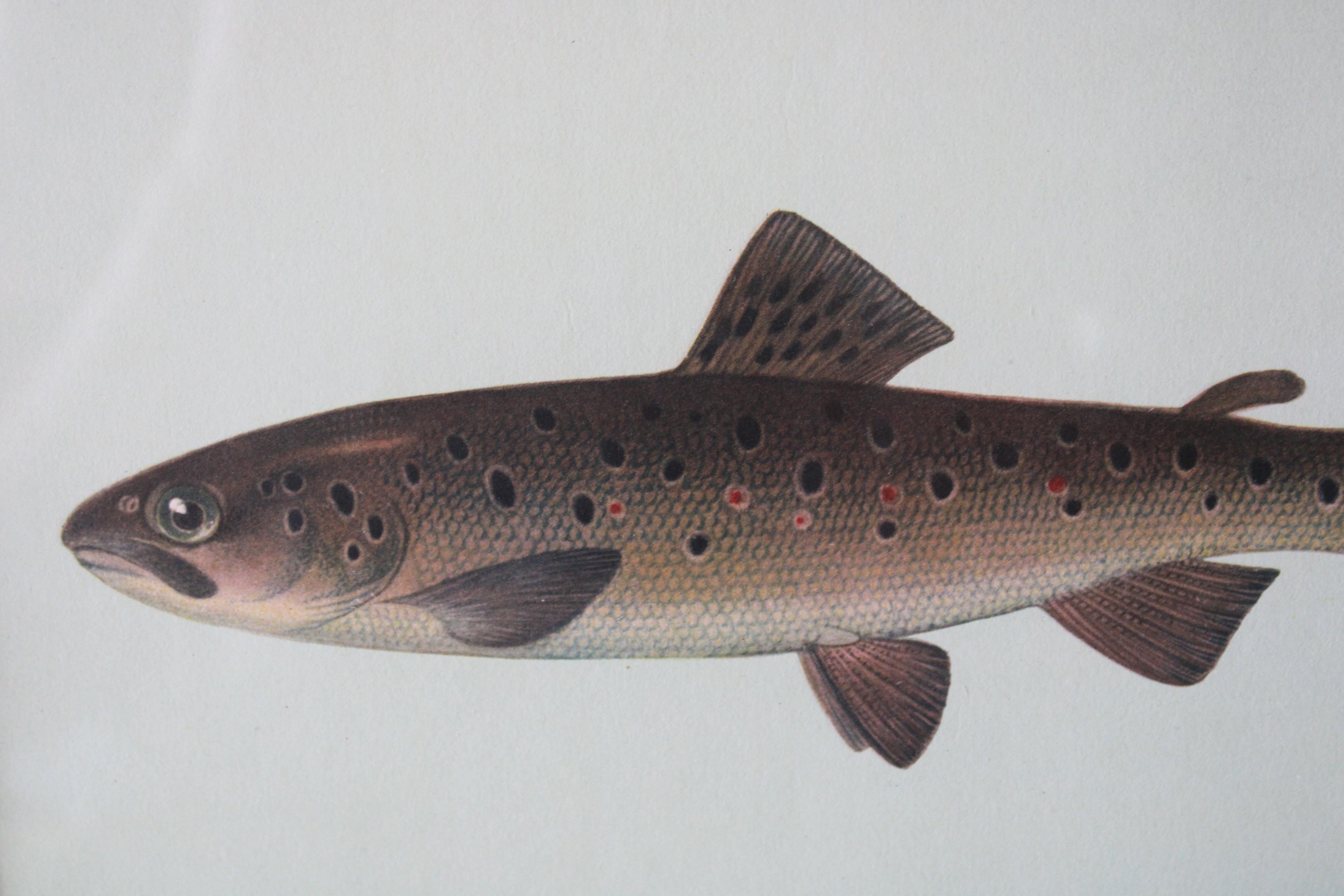 Lot de 2 impressions de poissons européens colorées - Gris Animal Print par Unknown