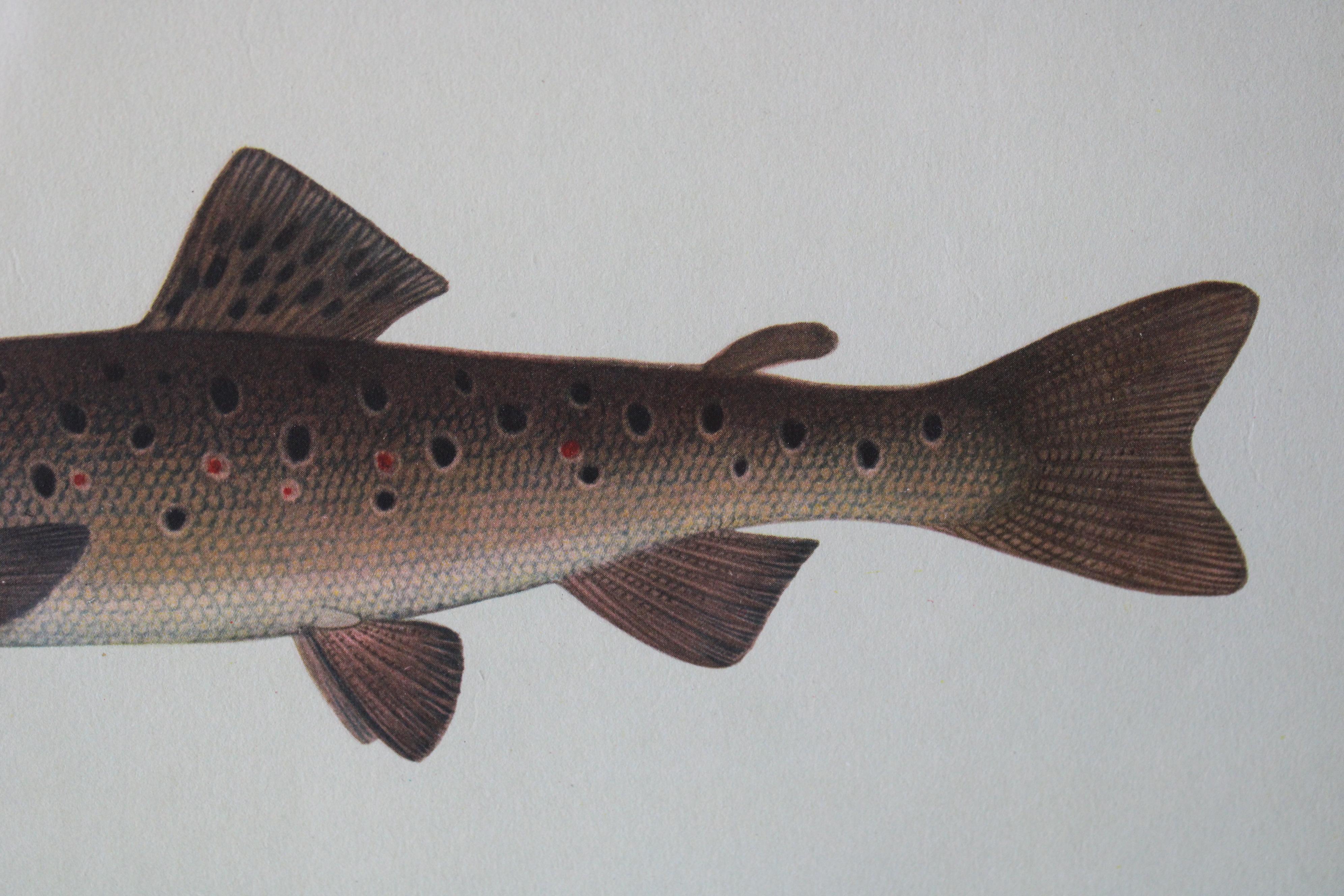 Une paire d'impressions de poissons vintage, idéales pour une galerie ou un mur de salle de bain.  Ce ne sont pas des copies modernes, elles datent des années 1920/1930 et ont été encadrées avec un filet brun et une monture ivoire/passe partout.

EN