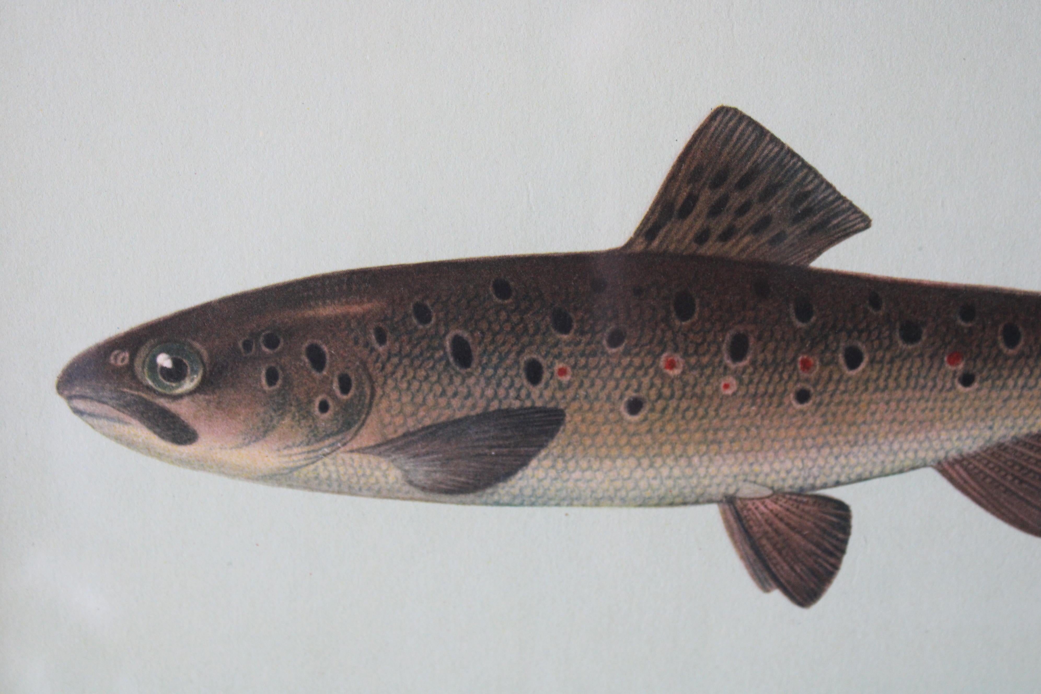 Lot de 2 impressions de poissons européens colorées 1
