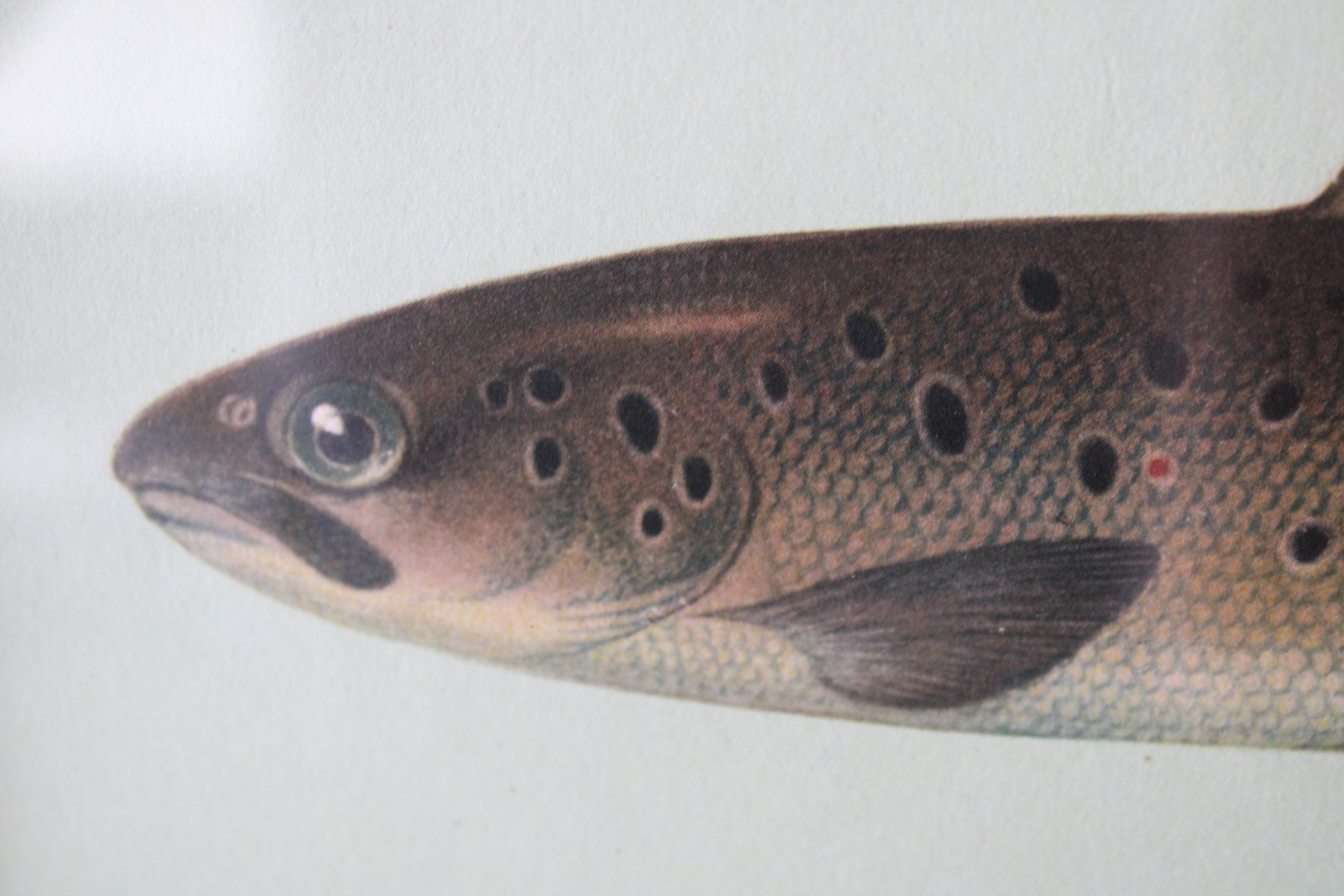 Lot de 2 impressions de poissons européens colorées 2