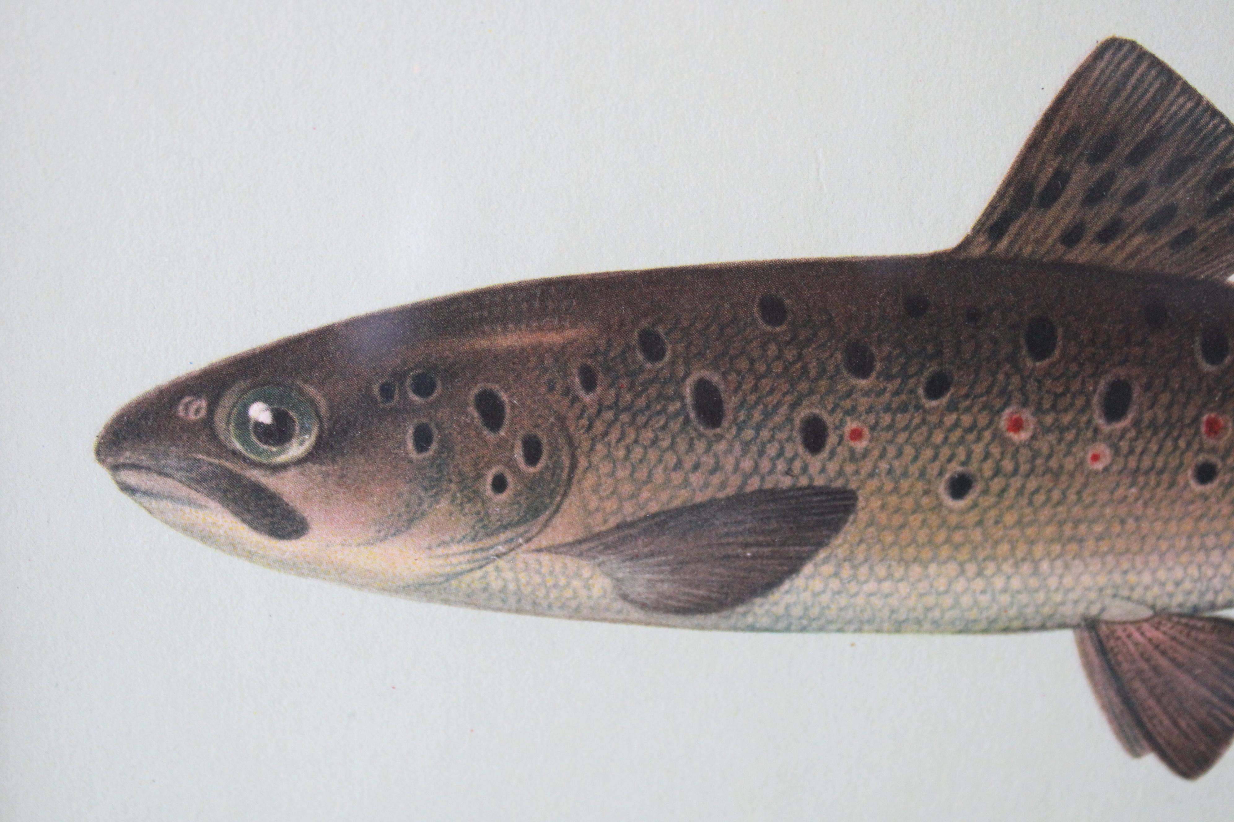 Lot de 2 impressions de poissons européens colorées 3