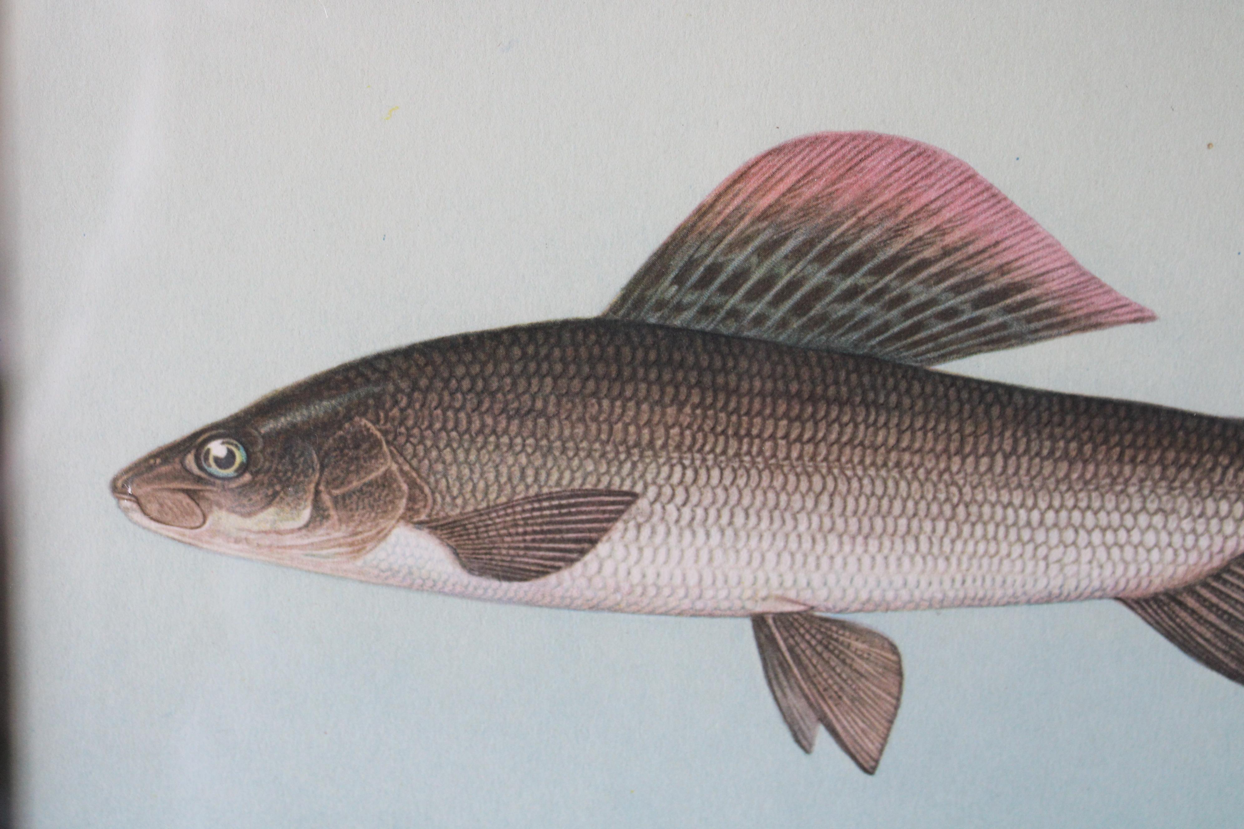 Lot de 2 impressions de poissons européens colorées 4