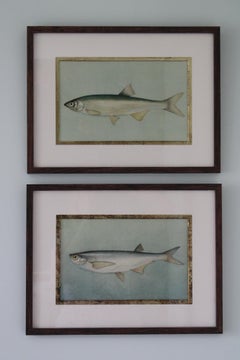 Vintage fish prints, set of 2 colourful European fish prints 