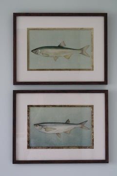 Vintage fish prints, set of 2 colourful European fish prints