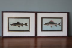 Lot de 2 impressions de poissons européens colorées