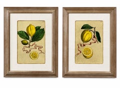 Vintage Framed Botanical Lemon Hand-Colored Citrus Engravings Print, a Pair