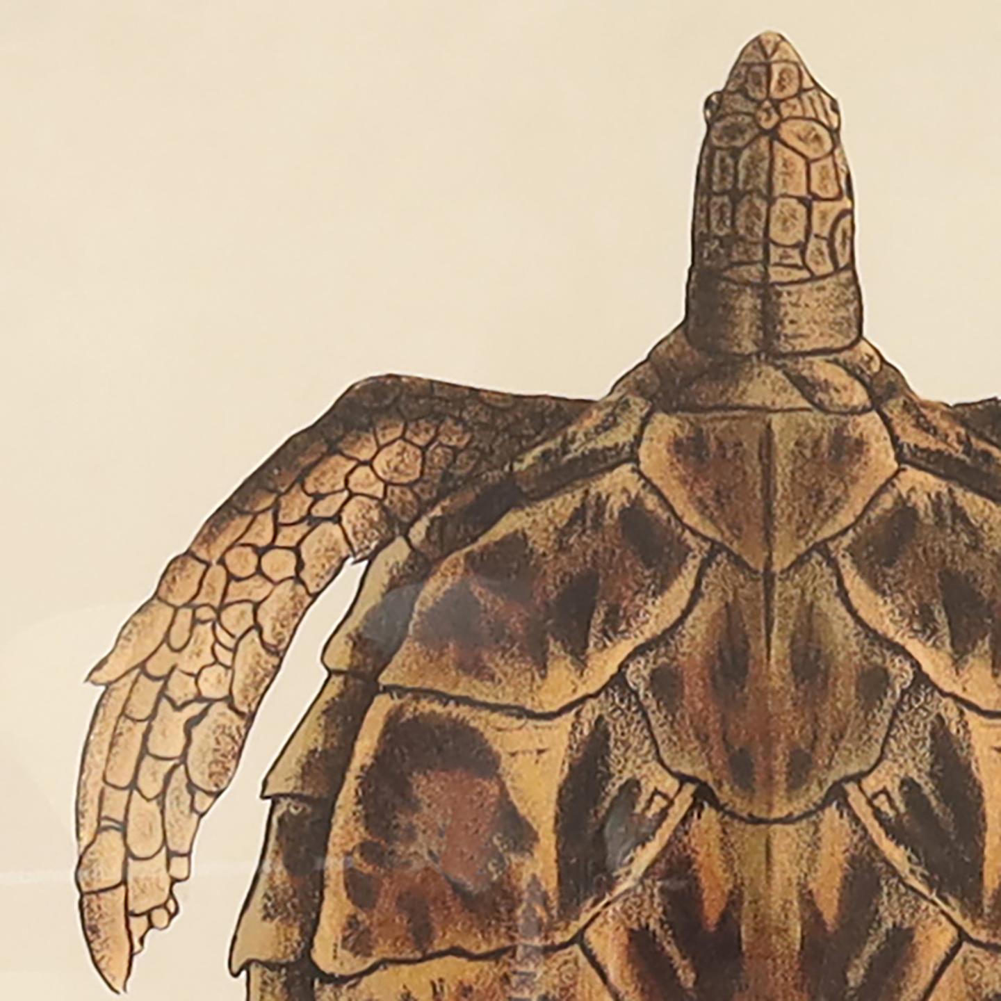 Vintage Large Framed Turtle Print 1