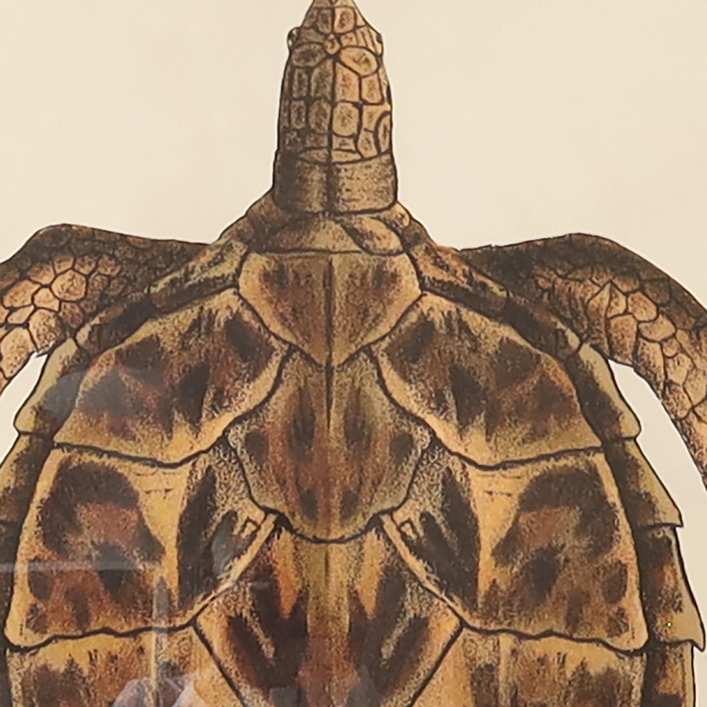 Vintage Large Framed Turtle Print 2