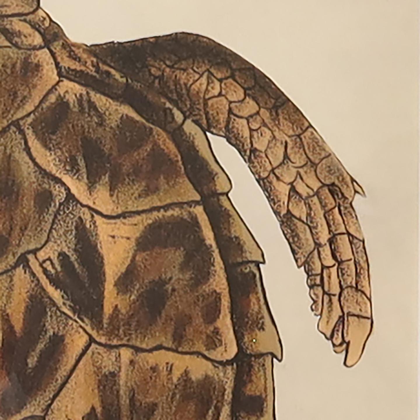 Vintage Large Framed Turtle Print 3