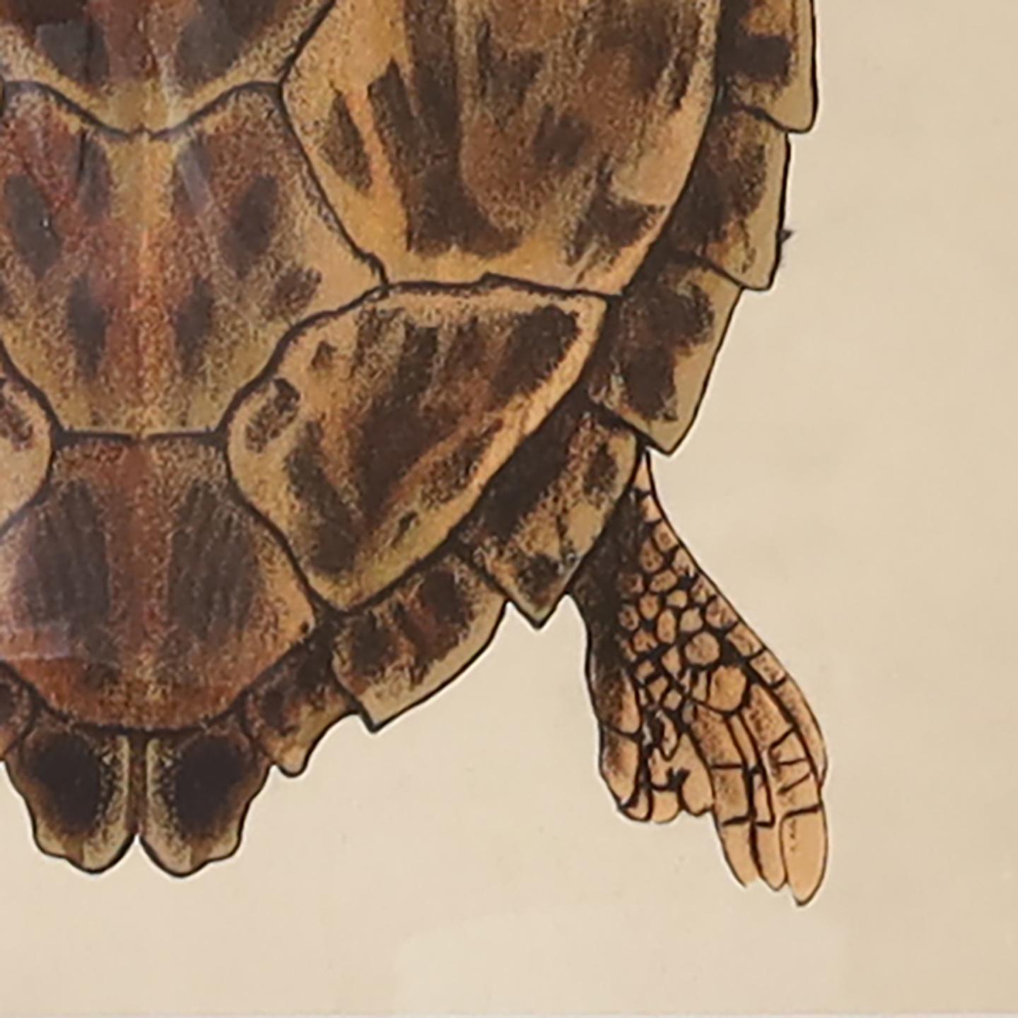 Vintage Large Framed Turtle Print 4