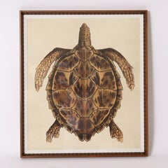Vintage Large Framed Turtle Print