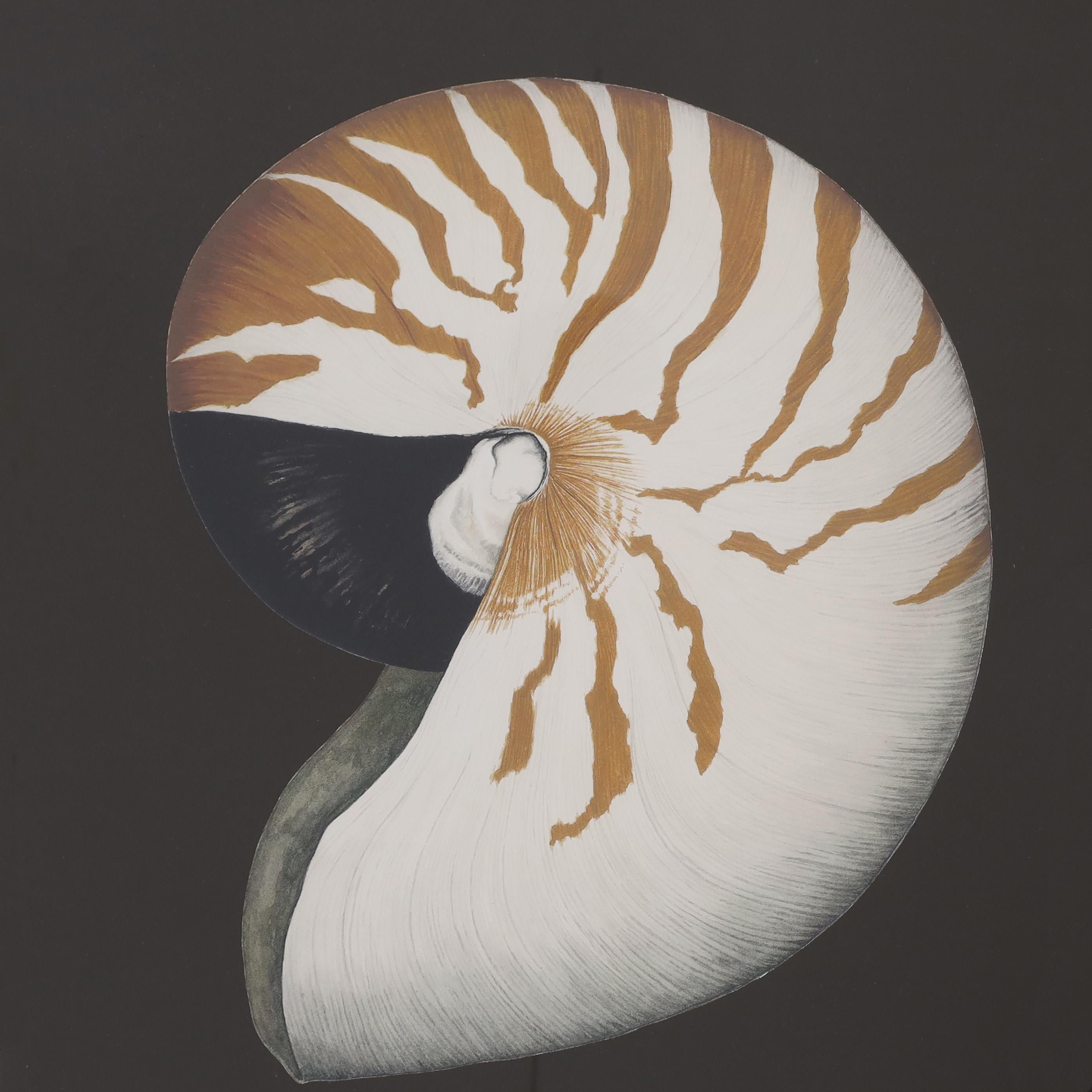 Vintage Nautilus or Seashell Stone Lithograph in a Mirrored Frame - Modern Print by Unknown