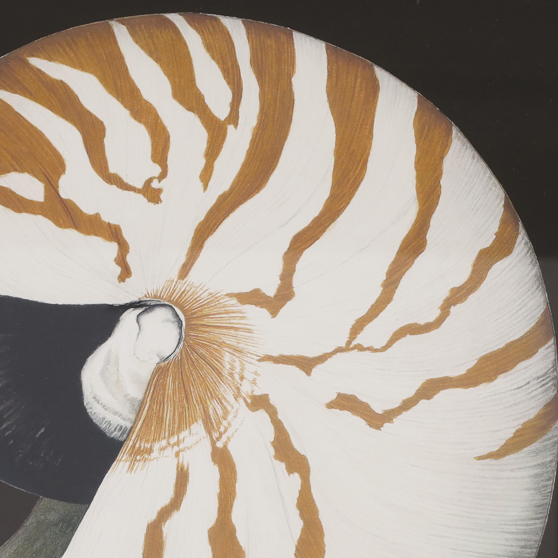 Striking limited edition stone lithograph of a nautilus shell signed John Matthew Moore, numbered 175/295 and presented in a beveled mirror frame. 