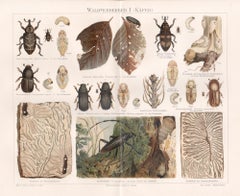 Waldverderber I (Kafer) (Beetles), German antique natural history print